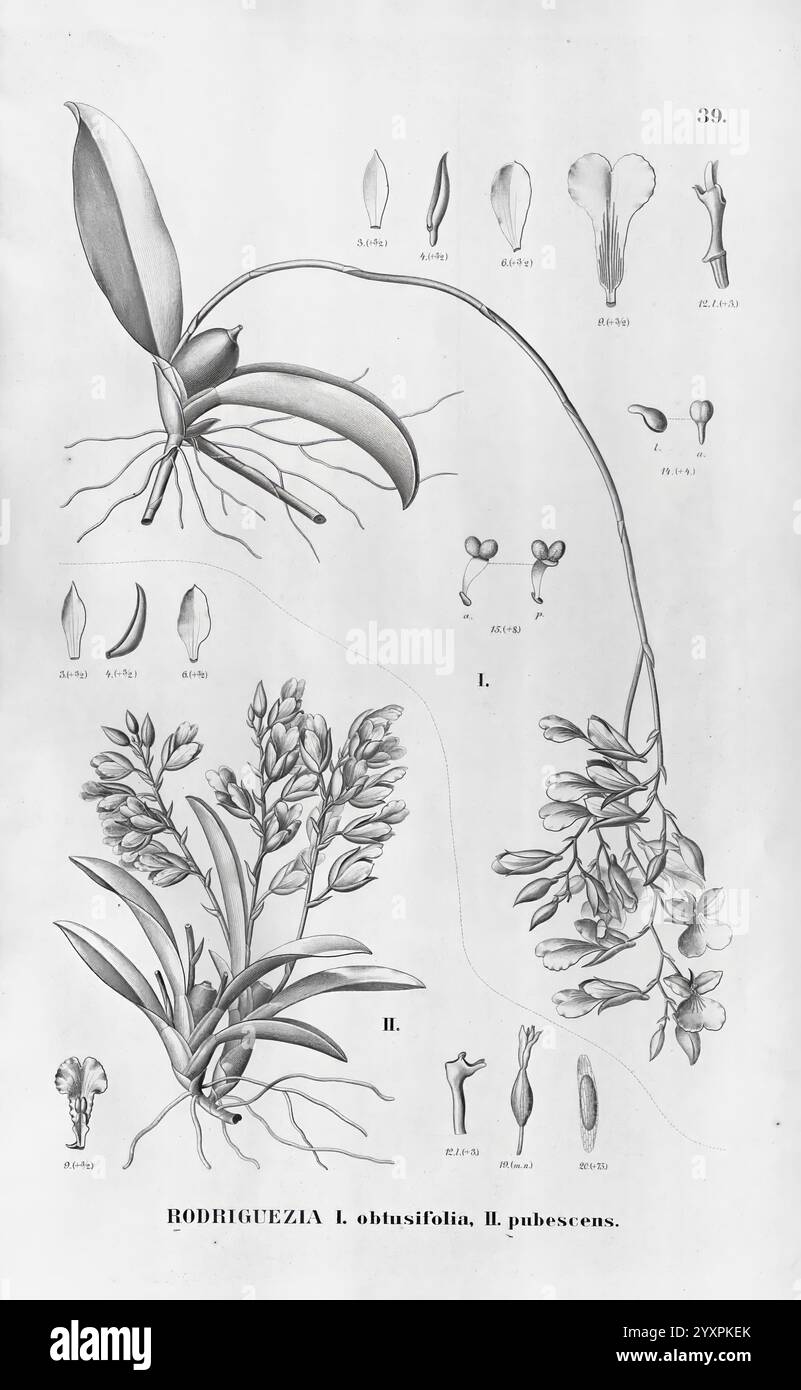 Flora brasiliensis, Enumeratio Plantarum in Brasilia Hactenus Detectarum, Monachii et Lipsiae [München & Leipzig], R. Oldenbourg, 1840-1906, Brasilien, Deutschland, Gravur, Botanik, 1840, Unfarbig, Botaniker, Bildwerke, Graphische Medien, eine Illustration der Pflanzenarten Rodgritezia I. obfusifolia und II. pubescens. Die Komposition enthält detaillierte Darstellungen verschiedener Pflanzenteile, einschließlich Blätter, Blüten und Wurzeln. Jedes Element ist systematisch beschriftet, um einen Einblick in seine anatomischen Strukturen zu erhalten. Das Diagramm hebt die komplizierten Formen der Blätter und hervor Stockfoto