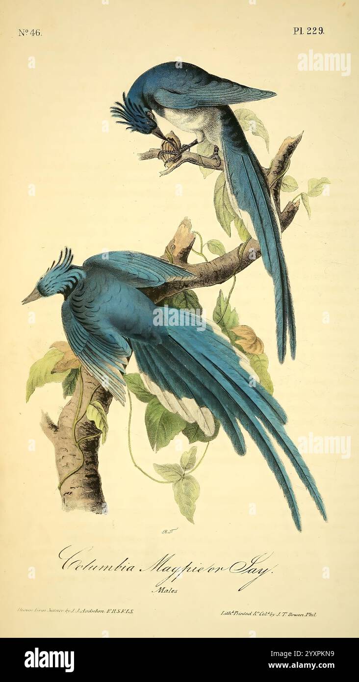 The Birds of America, New York, J.B. Chevalier, 1840-1844, Birds, Nordamerika, John James Audubon, Picahudsonia, zwei lebendig illustrierte Vögel, die sich durch ihr markantes blaues Gefieder und elegante Schwänze auszeichnen, thronen auf einem schmalen Zweig, der mit grünen Blättern verziert ist. Ein Vogel zeigt nach vorne und zeigt seine komplizierten Federdetails, während der andere seinen Kopf leicht neigt, was auf Neugier oder Wachheit hindeutet. Unter dem Kunstwerk steht der Name „Columba Magpie“, der die dargestellte Art angibt. Die Komposition unterstreicht die Schönheit der Natur und betont die Schönheit der Vögel Stockfoto
