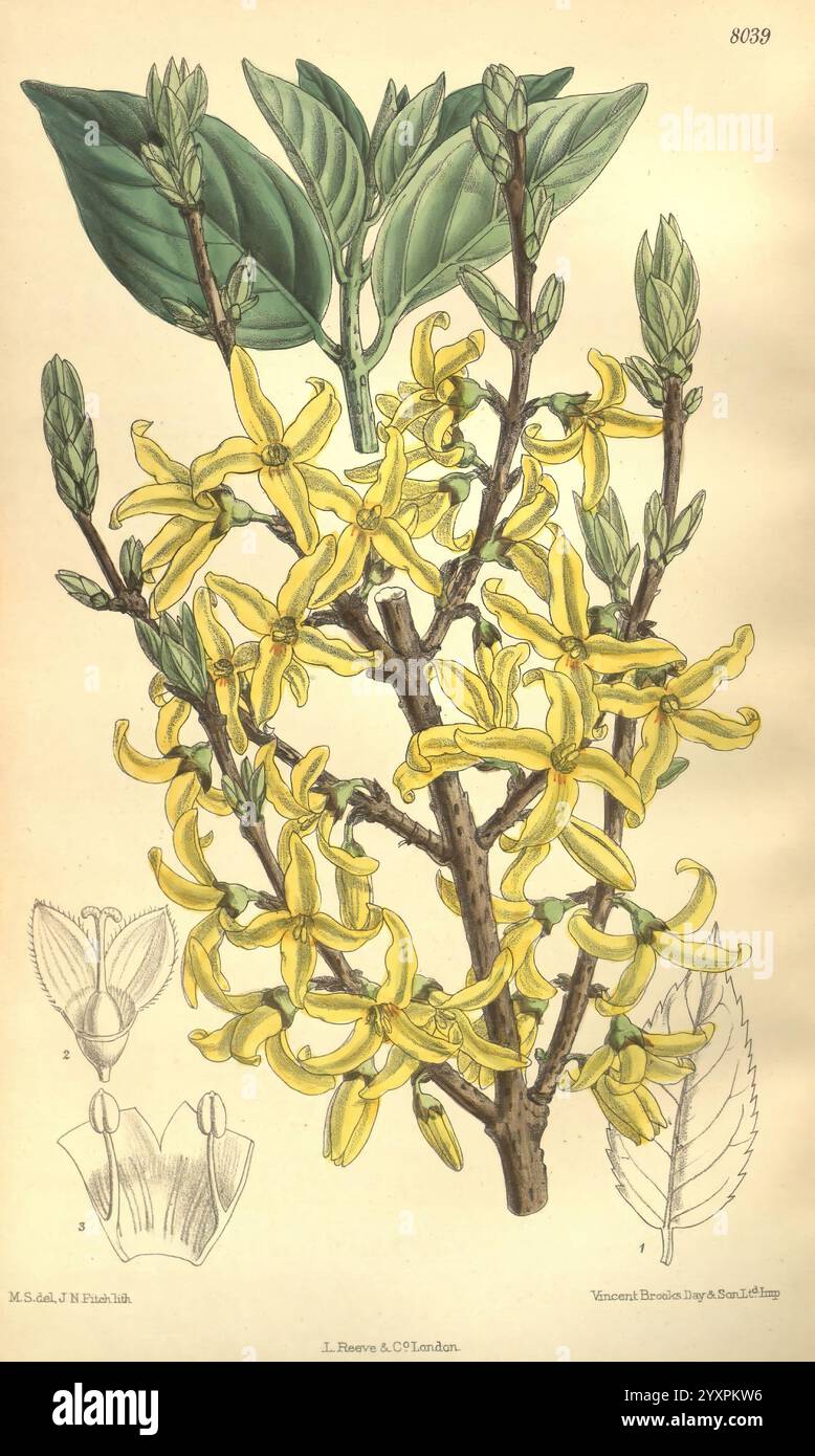 Curtis's Botanical Magazine, London, New York, botanische Illustration, Botanik, Zeitschriften, Bildwerke, Pflanzen-Zierwerke, Curtis, Eine detaillierte botanische Illustration, die einen Zweig mit leuchtend gelben Blumen und üppig grünen Blättern zeigt. Die Blüten, die sich durch ihre langgezogene, trompetenartige Form auszeichnen, gruppieren sich zu Clustern und erzeugen eine markante visuelle Wirkung. Unterhalb der Blumenanordnung befinden sich wissenschaftliche Skizzen, die die Struktur und Teile der Blume hervorheben, einschließlich einer detaillierten Ansicht der Blüte und einer vereinfachten Darstellung der Blätter. Das Bild spiegelt die Int. wider Stockfoto