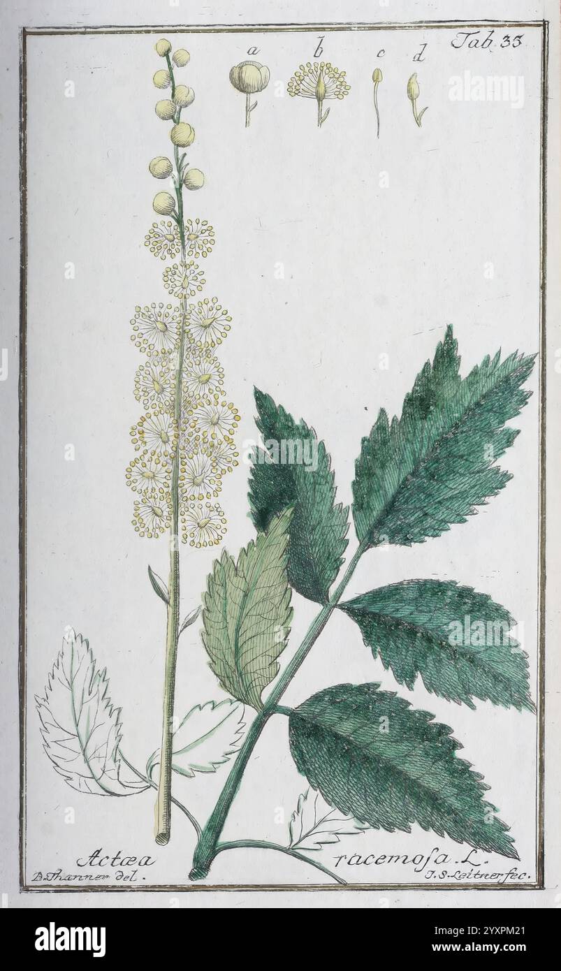 Icones Plantarum Medicinalium, Nürnberg, auf Kosten der Raspischen Buchhandlung, 1779-1790, Botanik, Medizin, Bildwerke, die Illustration zeigt die Actaea racemosa Pflanze, die allgemein als schwarzer Kohl bekannt ist. Oben werden detaillierte Darstellungen seiner Blumen präsentiert, die die zarten Blütenbündel zeigen, die auf schlanken Stielen auftauchen. Die Blumenarrangements sind mit Buchstaben versehen, die verschiedene Pflanzenteile kennzeichnen. Unten ist ein markantes Blatt abgebildet, das seine zerklüfteten Kanten und die gelappte Struktur hervorhebt und das einzigartige Laub der Pflanze vermittelt. Das Gesamtdesign betont Stockfoto