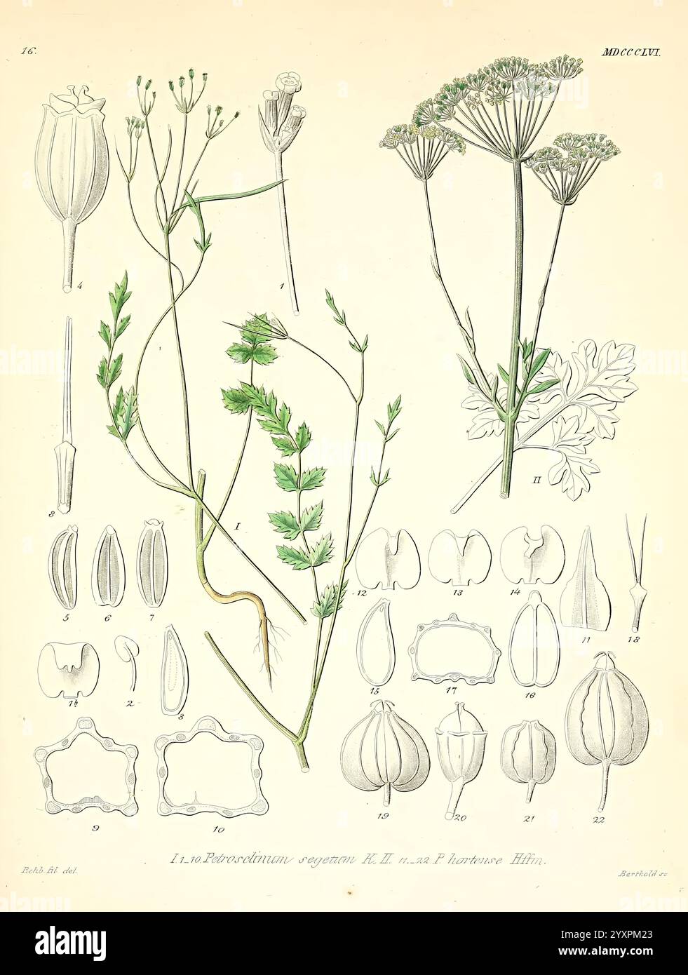 Icones florae Germanicae et Helveticae, Simul Pedemontanae, Tirolensis, Istriacae, Dalmaticae, Austriacae, Hungaricae, Transylvanicae, Moravicae, Borussicae, Holsaticae, Belgicae, Hollandicae, ergo Mediae Europae. Lipsiae, F. Hofmeister 1834-1912. [v. 1, 1850], Europa, Bildwerke, Pflanzen, die Abbildung zeigt eine wissenschaftliche Darstellung verschiedener botanischer Exemplare. An der Spitze zeigen zwei blühende Pflanzen zarte, fein detaillierte Blüten und Laub, die ihre Strukturen mit Präzision zeigen. Unter den Pflanzen zeigt eine Reihe von beschrifteten Diagrammen die Samenkapseln und Früchte, jeweils dr. Stockfoto