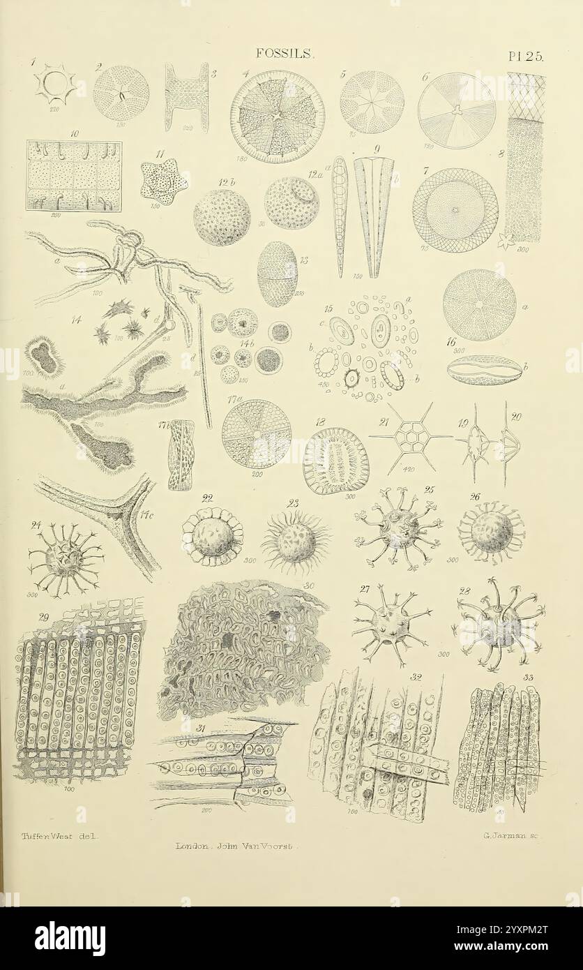 The Micrographic Lexikon, London, J. Van Voorst, 1883, Wörterbücher, Mikroskope, Mikroskopie, Naturgeschichte, diese Sammlung bietet eine Vielzahl von komplizierten Fossiliendarstellungen, die verschiedene Arten von Organismus und ihre Strukturen zeigen. Die Szene enthält detaillierte Darstellungen von mikrobiellem Leben, Kieselalgen und verschiedenen mineralisierten Formen, die ihre einzigartigen Geometrien und Texturen hervorheben. Nummerierte Etiketten weisen auf unterschiedliche Exemplare hin und bieten einen Einblick in die verschiedenen Lebensformen, die in prähistorischen Umgebungen existierten. Das Arrangement stellt eine wissenschaftliche Untersuchung der Paläontologie vor, emp Stockfoto