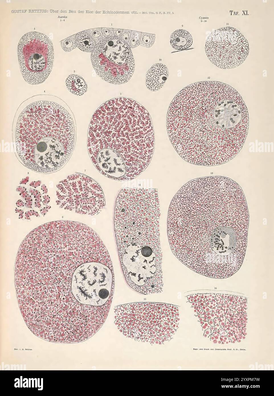 Biologische Untersuchungen, Leipzig, C.F.W. Vogel, 1890-1921, Biologie, Nervensystem, Anatomie, Vergleich, eine komplizierte Illustration, die verschiedene Arten von Zellen und ihre Strukturen zeigt und zelluläre Komponenten wie Kerne, Zytoplasma und Organellen detailliert beschreibt. Jeder beschriftete Abschnitt stellt einen eigenen Zelltyp oder eine bestimmte Stufe dar, die Unterschiede in Größe, Form und interner Organisation aufzeigt. Das Diagramm dient als visuelle Referenz für das Studium der Zellbiologie und hebt die Komplexität lebender Organismen auf mikroskopischer Ebene hervor. Die begleitenden Beschriftungen geben Einblicke in die Zellfunktion Stockfoto