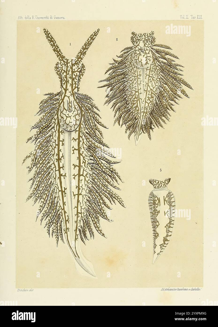 Æolididae, Familien, Hafen, Genua, Bologna, Tipi, Gamberini, Parmeggiani, 1877-1881, Genua, Italien, Mollusken, Olividae, Sacoglossa, die Illustration zeigt verschiedene Darstellungen eines Meeresbewohner, der durch komplizierte, federnde Anhängsel gekennzeichnet ist, die an zarte Wedel oder Blätter erinnern. Das größte Exemplar dominiert die Komposition und zeigt eine detaillierte Ansicht seines Körpers mit einer symmetrischen Anordnung seiner Anhängsel. Diese zentrale Figur wird von zwei kleineren Darstellungen begleitet, die jeweils verschiedene Winkel und Merkmale der Kreatur hervorheben. Der Hintergrund wird subtil gerendert, sodass der in die Anzeige kommt Stockfoto