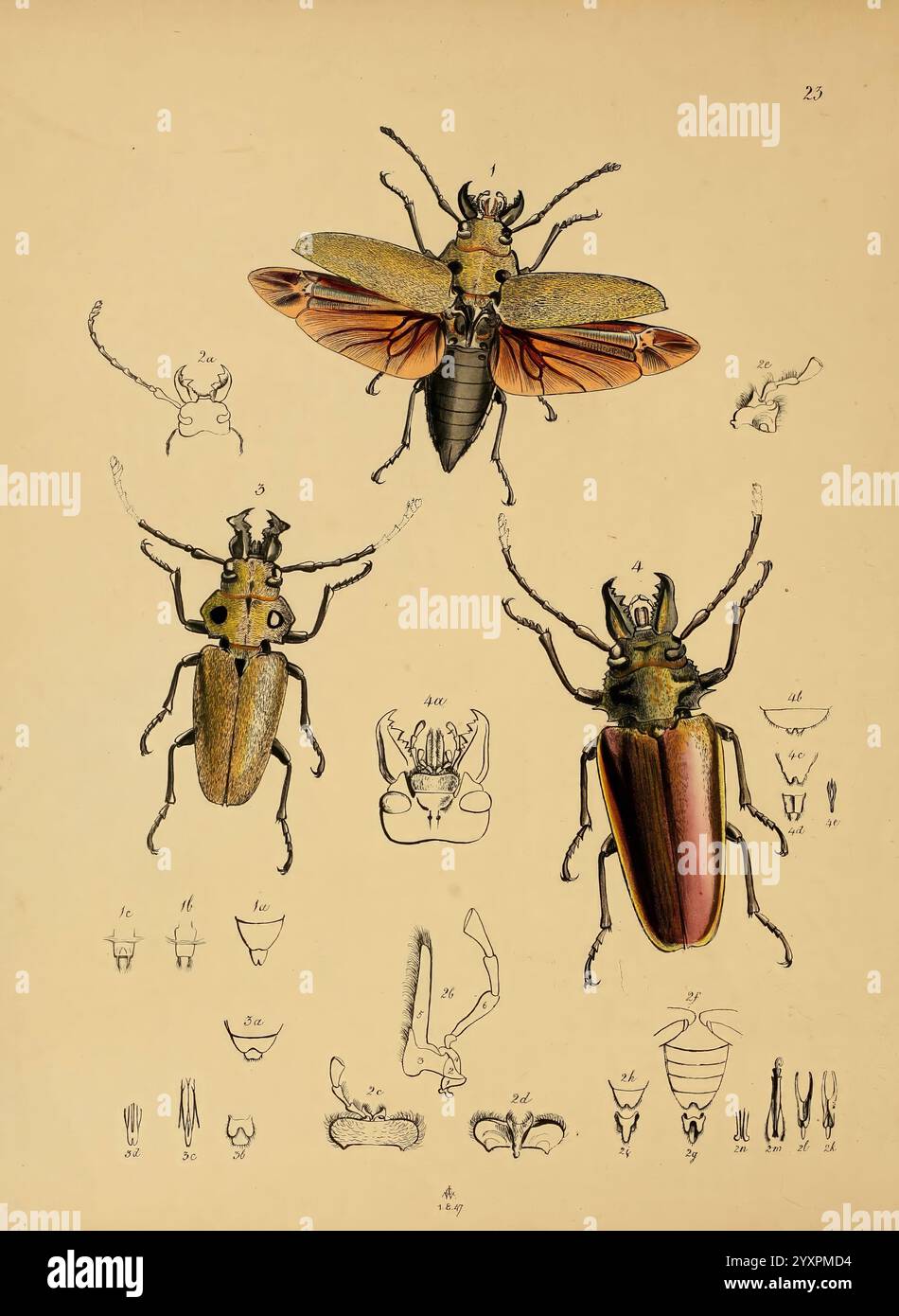 The Cabinet of Oriental Entomology London William Smith 113 Fleet Street 1848 Dentelle Bindung Endpapiere Bindung vergoldete Kanten Bindung Halbbindungen Bindung Indien Insekten Lederbindungen Bindung Marmor Papiere Bindung Bildwerke erhöhte Bänder Bindung John O. Westwood Trictenotoma childreni Trictenotoma templetoni Trictenotoma aenea Earth Day Arthropoda Arthropoden zeigt eine detaillierte Darstellung verschiedener Käfer-Arten, die ihre komplizierten Strukturen und Färbung zeigt. Im Mittelpunkt stehen zwei markante Käfer in leuchtenden Farben, einer mit lebhaftem Gelb-Schwarz Stockfoto