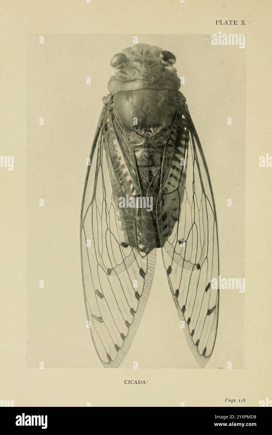 Insecte, Life, London, A. & C. Black, Ltd, 1921, Arthropoda, Entomologie, Taxonomie: Familie= Cicadidae, Laborhandbücher, Arthropoden, diese Abbildung zeigt eine detaillierte Untersuchung einer Zikada, die ihre Besonderheiten zeigt. Das Insekt wird von einer Frontansicht aus dargestellt und hebt seine großen zusammengesetzten Augen, seinen robusten Körper und seine komplizierte Flügelstruktur hervor. Die Flügel erstrecken sich nach außen und zeichnen sich durch komplizierte Venationsmuster aus, die einen Einblick in ihre Anatomie geben. Der markante Kopf der Zikada weist ausgeprägte Gesichtszüge auf, darunter eine abgerundete Form und auffällige Mundteile. Diese Abbildung Stockfoto