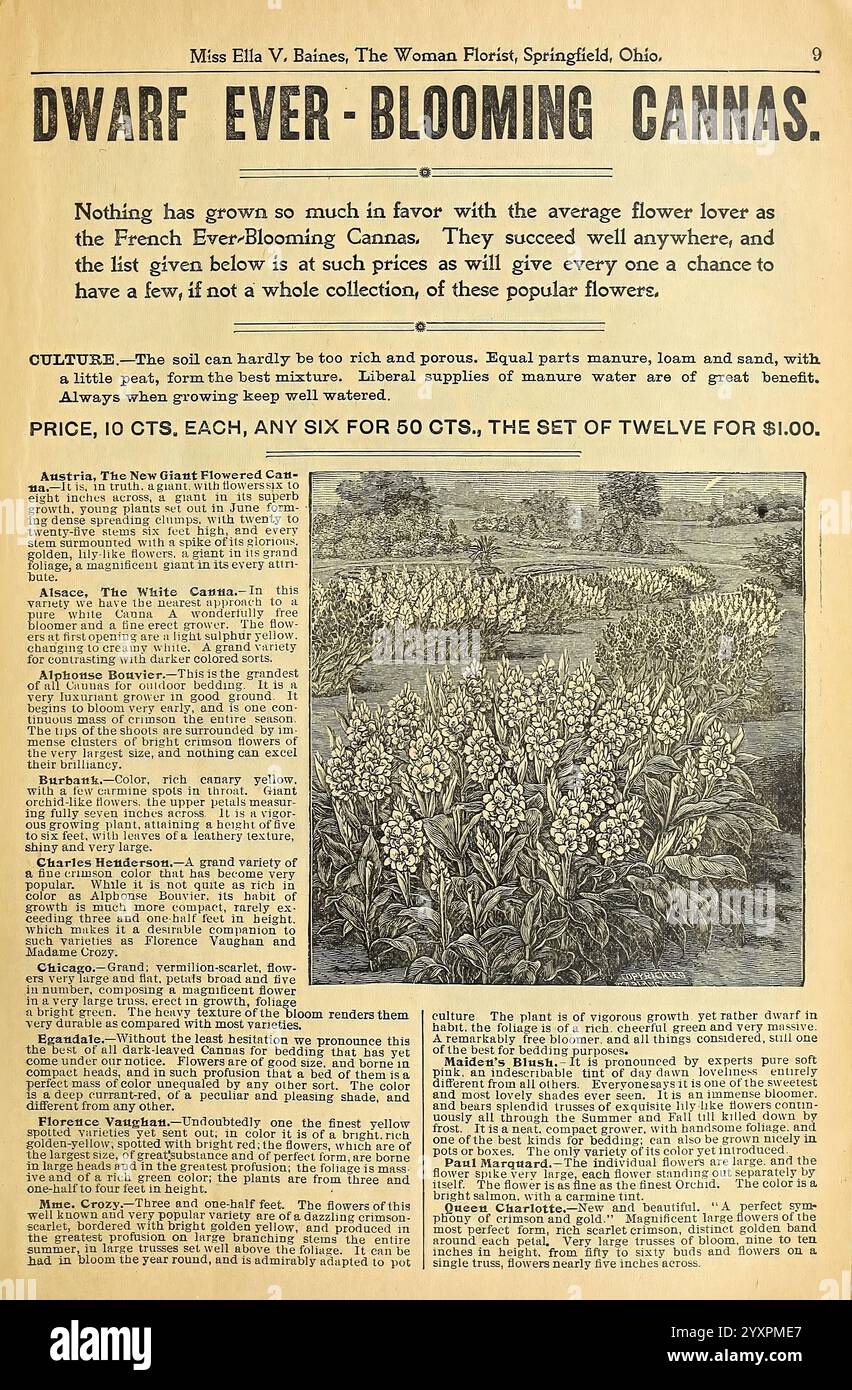 Verschönern Sie Ihre Häuser, Springfield, Ohio, Baines, [1918], Blumen, Rosen, Samen, Kataloge, Zierpflanzen, Blumenzwiebeln Pflanzen, Handelskataloge, Saatgutindustrie und -Handel, Gartengeschichten, in Bloom, eine Werbung für „Dwarf Ever-Blooming Cannas“, die ihre Popularität bei Gärtnern unterstreicht, die ihre lebendigen Blumen zu schätzen wissen. Der Text betont ihren Wert und ihre Vielseitigkeit in Gärten und bietet eine Liste von Anbautipps sowie Anweisungen für die Bestellung. Er beschreibt, wie die Pflanzen mit minimaler Pflege gedeihen, was sie sowohl für Anfänger als auch für erfahrene Gärtner attraktiv macht. Die Attraktivität beinhaltet Stockfoto