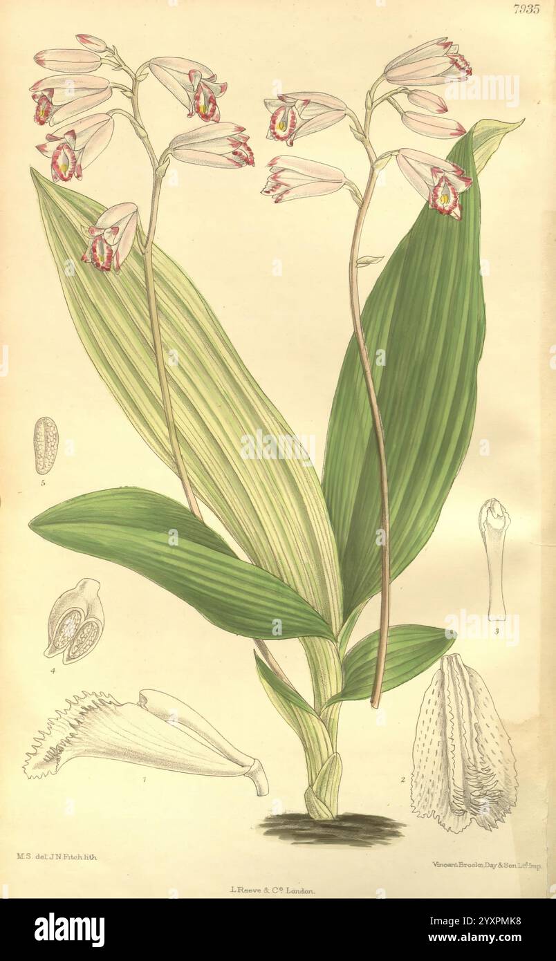 Curtis's Botanical Magazine London New York usw. Botanische Illustration Botanik Zeitschriften Bildwerke Pflanzen Ornamental Curtis, die Illustration zeigt eine detaillierte Darstellung einer blühenden Pflanze mit ihren eleganten Blüten und breiten, gestreiften Blättern. Die Blüten sind in einer Gruppe auf schlanken Stielen angeordnet, die sich durch komplexe Blütenblätter und leuchtende Farben auszeichnen. Um die Hauptpflanze herum befinden sich kleinere, beschriftete Abbildungen verschiedener Komponenten, einschließlich Samen und Fortpflanzungsstrukturen. Diese botanische Studie hebt sowohl die Schönheit als auch die Komplexität der Art hervor und betont Stockfoto