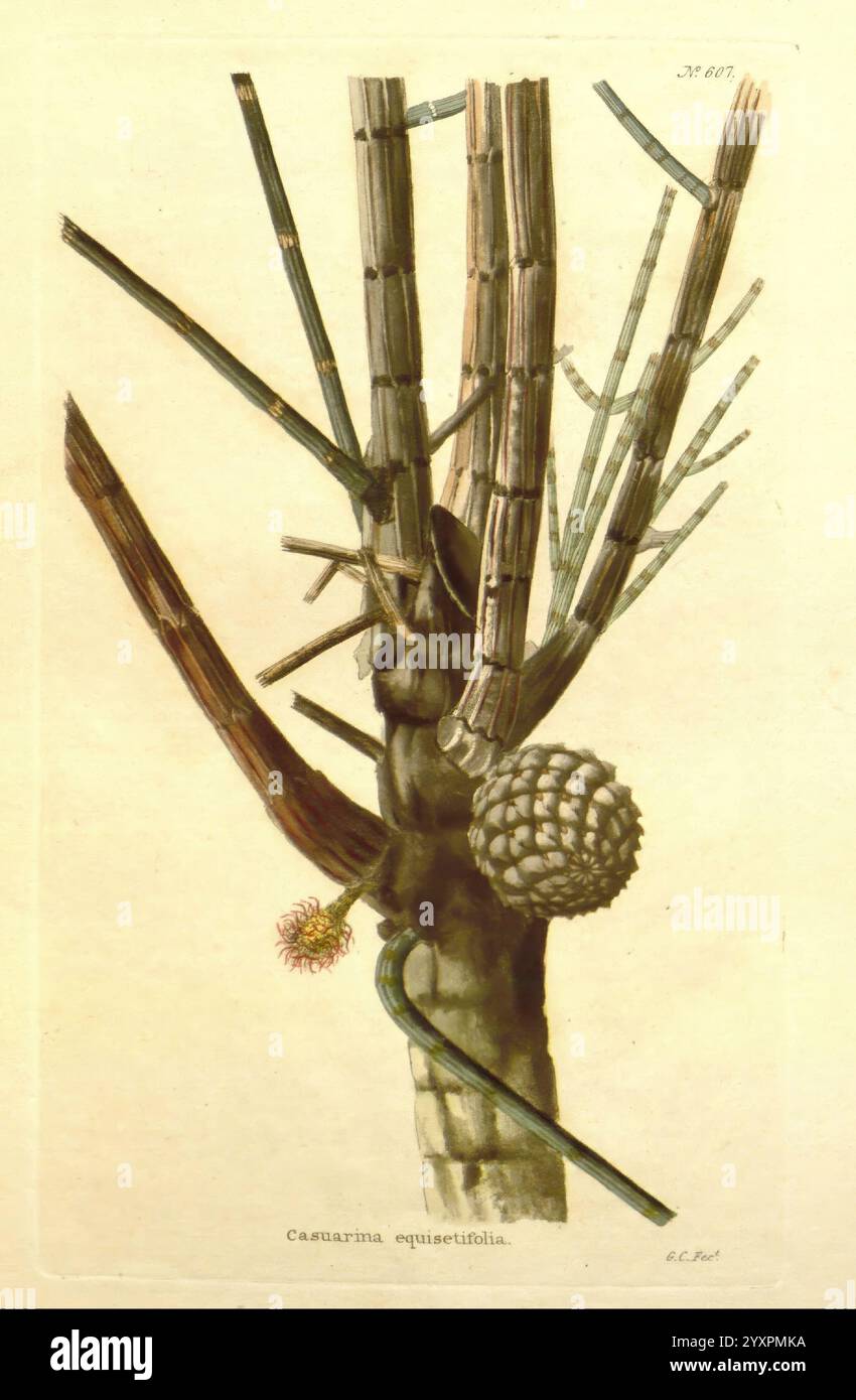 Das Botanical Cabinet London, John & Arthur Arch 1817–1833, zeigt die detaillierte Struktur einer Pflanze aus der Gattung Casuarina, insbesondere Casuarina equisetifolia. Hervorzuheben in der Darstellung sind der einzigartige, gegliederte Stamm und die Äste, die alten Holzstämmen ähneln. Durch die komplizierte Anordnung zylindrischer, segmentierter Zweige entsteht eine auffällige Silhouette. Zusätzlich ist ein charakteristischer, abgerundeter Samenkegel vorhanden, der seine Fortpflanzungseigenschaften unterstreicht. Die Gesamtdarstellung betont nicht nur die architektonischen Qualitäten der Anlage, sondern auch ihre ökologischen Zeichen Stockfoto