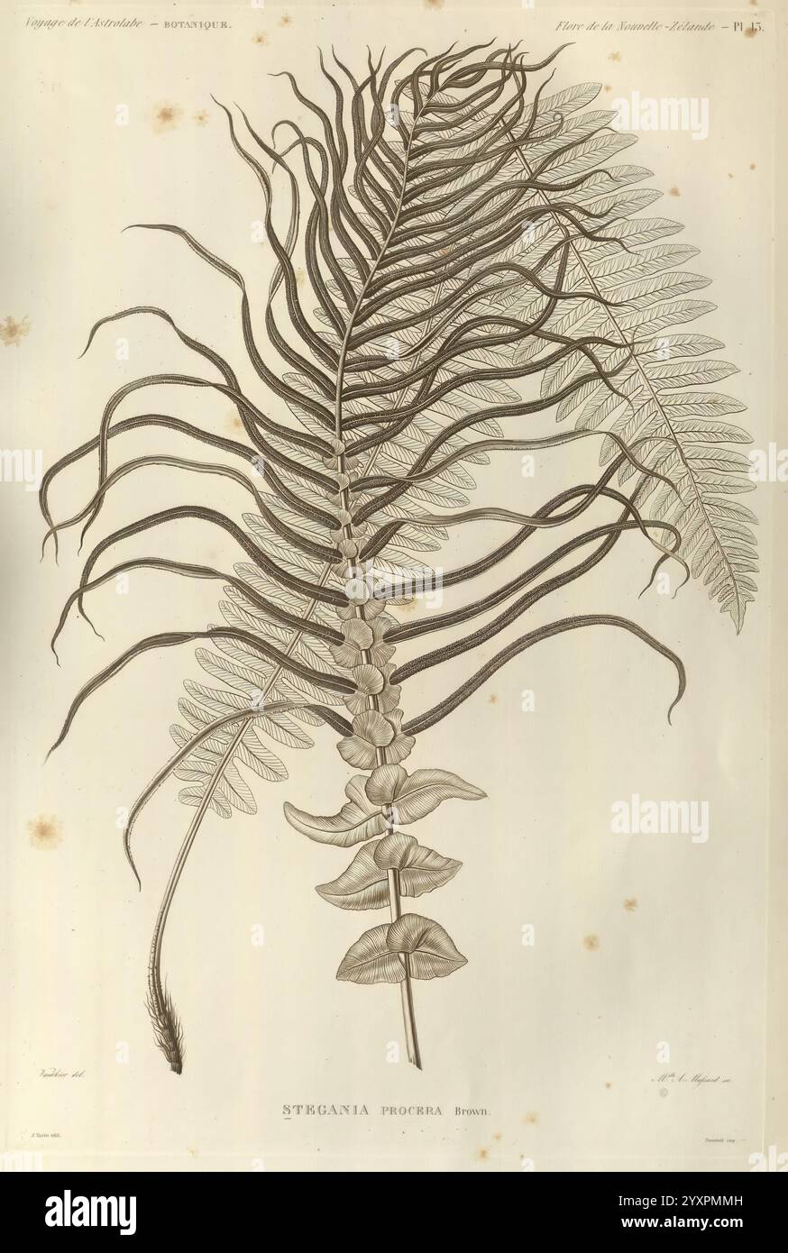 Voyage de la corvette l'Astrolabe, Paris, J. Tastu, 1830-1834., das Bild zeigt eine detaillierte Darstellung eines Farns, insbesondere der Art Stigmatopteris procrustes. Die langgezogenen Wedel weisen ein komplexes Verzweigungsmuster auf, mit mehreren Lappen und aufwändig geteilten Flugblättern. Die zarten Linien und Texturen spiegeln die natürliche Eleganz der Pflanze wider und heben ihre einzigartige Struktur hervor. Die Abbildung dient als botanische Darstellung und zeigt die charakteristischen Merkmale des Farns, einschließlich der glatten und gezackten Kanten seiner Blätter, die symmetrisch entlang des Mittelstiels angeordnet sind. Stockfoto