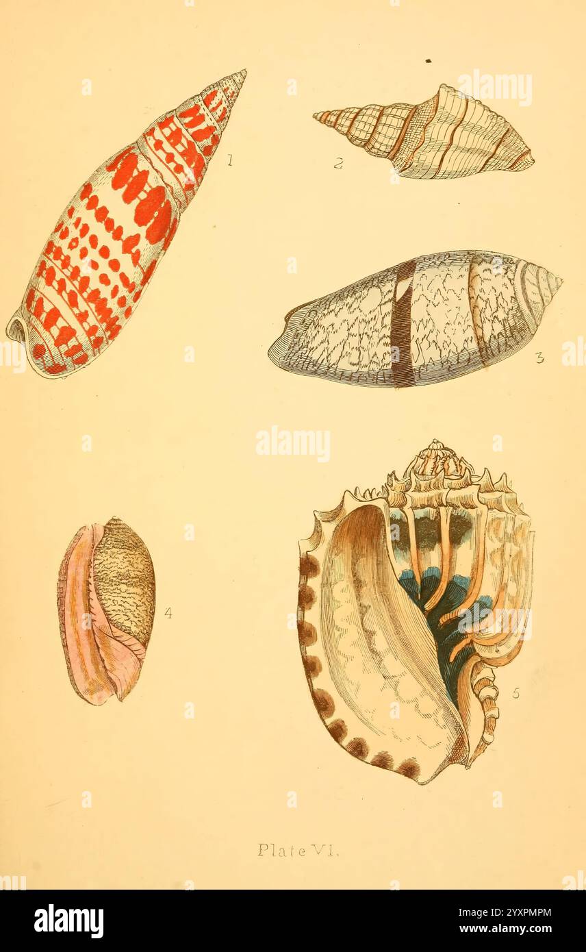 Beautiful Shells London Groombridge and Sons 1856 Shells Mollusks, Eine detaillierte Illustration zeigt eine Auswahl an Muscheln, jede einzigartig geformt und strukturiert. Die erste Schale zeigt ein markantes Muster aus Rot und weiß, das sich durch seine langgezogene Form auszeichnet. Daneben präsentiert sich die zweite Schale mit subtilen Streifen und einer glatten Oberfläche, die eine dezentere Eleganz bietet. Die dritte Schale verfügt über komplizierte Konstruktionen mit einer Kombination aus Linien und Formen. Unten zeigt die vierte Schale ein markantes Innenfutter mit einer Mischung aus Rosa und weichen Tönen, während die fünfte Schale mit einem hervorhebt Stockfoto