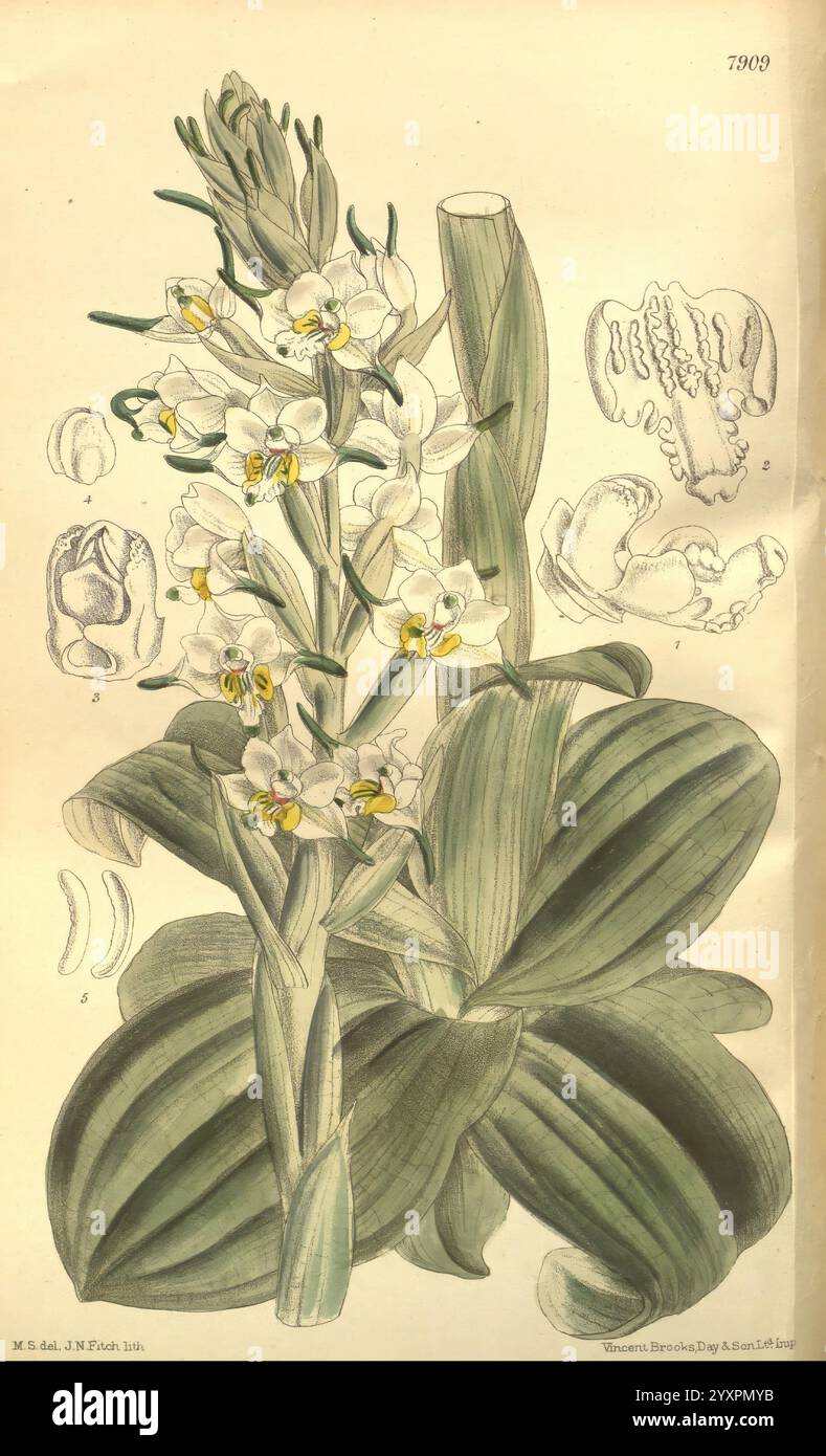 Curtis's Botanical Magazine London New York etc Botanische Illustration Botanik Zeitschriften Bildwerke Pflanzen Ornamental Curtis, die Illustration zeigt eine detaillierte Darstellung einer Orchideenpflanze, die ihre elegante Blumenanordnung zusammen mit ihren üppigen Blättern zeigt. Die Blüten zeichnen sich durch zarte weiße Blütenblätter aus, die jeweils mit auffälligen gelben und violetten Markierungen in der Mitte verziert sind, die zu ihrer komplizierten Schönheit beitragen. Der Stamm ist robust und die Zusammensetzung enthält Abbildungen verschiedener Abschnitte der Pflanze, die ihre botanischen Details hervorheben. Zusätzliche Skizzen der Strömung Stockfoto