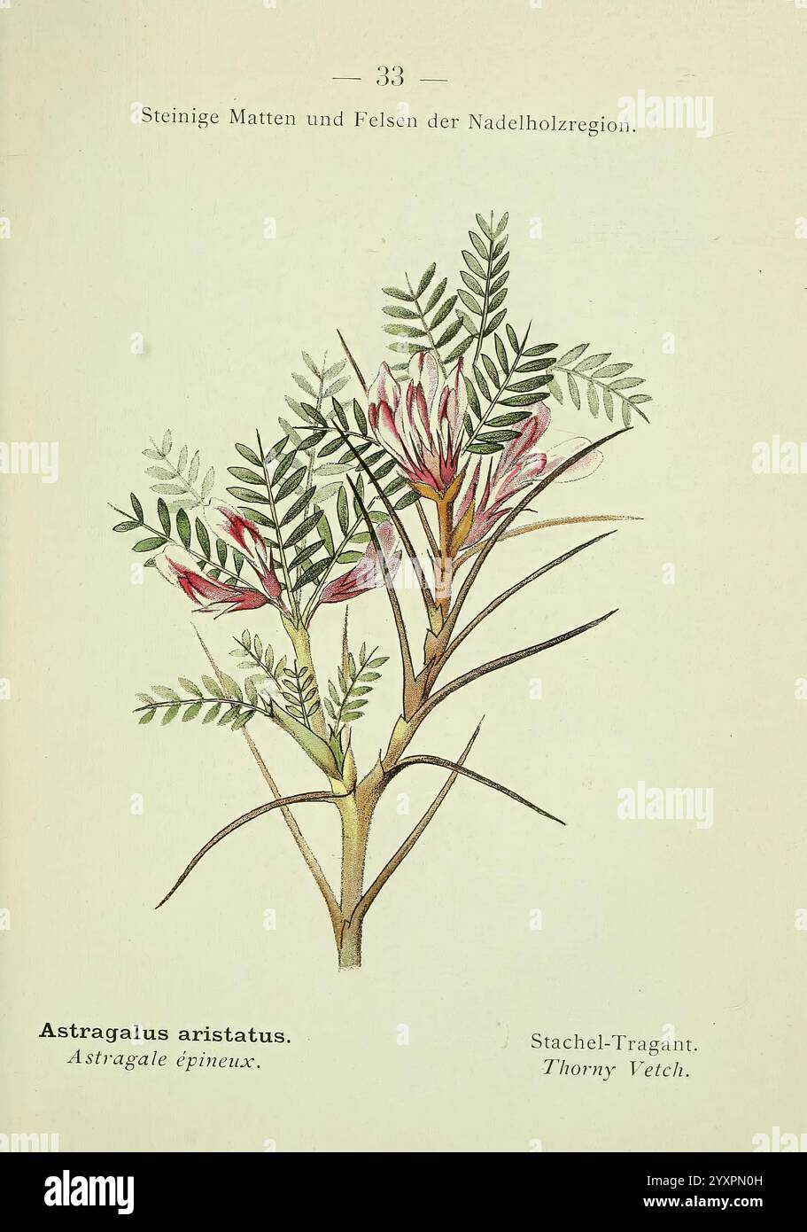 Alpen-Flora, Heidelberg, C. Winter, 1906, alps, Bergpflanzen, Bildwerke, eine Illustration der Pflanze *Astragalus aristatus*, allgemein bekannt als Dornweide. Das Kunstwerk zeigt detaillierte Darstellungen der Struktur der Pflanze, einschließlich ihrer charakteristischen Dornstämme und rosafarbenen Blüten. Zarte grüne Blätter, die aus mehreren Blättern bestehen, verzweigen elegant vom Hauptstamm und veranschaulichen die natürliche Schönheit der Pflanze. Diese botanische Darstellung hebt die komplizierten Merkmale des *Astragalus aristatus* hervor, der oft in felsigen und bergigen Regionen zu finden ist. Accompanyi Stockfoto