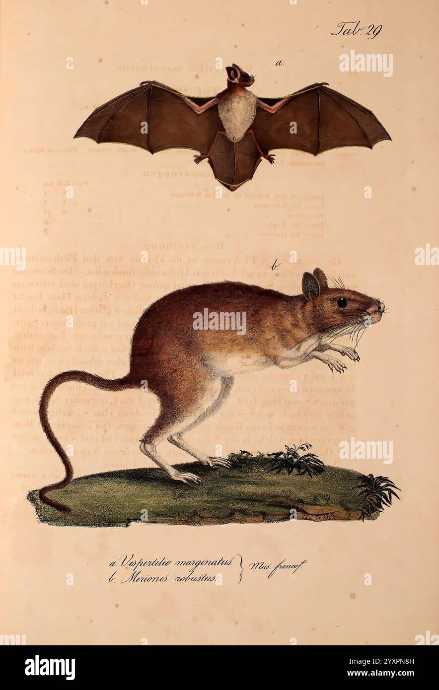 Atlas zu der Reise im nördlichen Afrika, Frankfurt am Main, Gedruckt und in Commission bei Heinr. Ludw. Brönner, 1826-1828, Maus, Rotmeer, Fledermaus, Fische, Zoologie, Chiroptera, Vespertilionidae, Meerestiere, chiroptera, Afrika Nord, pipistrellus kuhlii, vespertilio marginatus cretzschmar 1830, die Illustration zeigt zwei unterschiedliche Tiere: oben eine Fledermaus mit ausgestreckten Flügeln, die ihre unverwechselbare Form und Fellstruktur zeigt. Unten steht ein großes Nagetier auf zwei Beinen, hervorgehoben mit detaillierten Pelzmustern und einer dynamischen Pose, die seine Barthaare und seinen langen Schwanz zeigt. Um das Nagetier herum Stockfoto