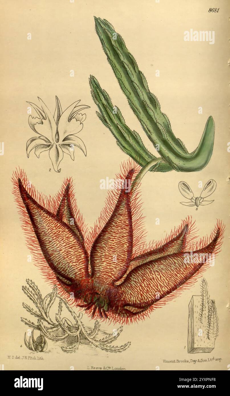 Curtis's Botanical Magazine, London, New York, botanische Illustration, Botanik, Zeitschriften, Bildwerke, Zierpflanzen, Curtis, Stapelia, Pflanze, Sukkulent, Stapelia gettlefii, Stapelia gettliffei, die Abbildung zeigt eine lebendige Darstellung einer einzigartigen blühenden Pflanze. Im Vorderteil zieht eine große, sternförmige Blüte mit tiefroten Blüten und auffälligen, haarigen Texturen die Aufmerksamkeit auf sich. Um die Blüte herum befinden sich mehrere schlanke, längliche Blätter, die eine leichte Krümmung und eine strukturierte Oberfläche aufweisen, die das komplizierte Detail der Pflanze unterstreichen. Über der Hauptblume, kleinere Blumenstruktur Stockfoto