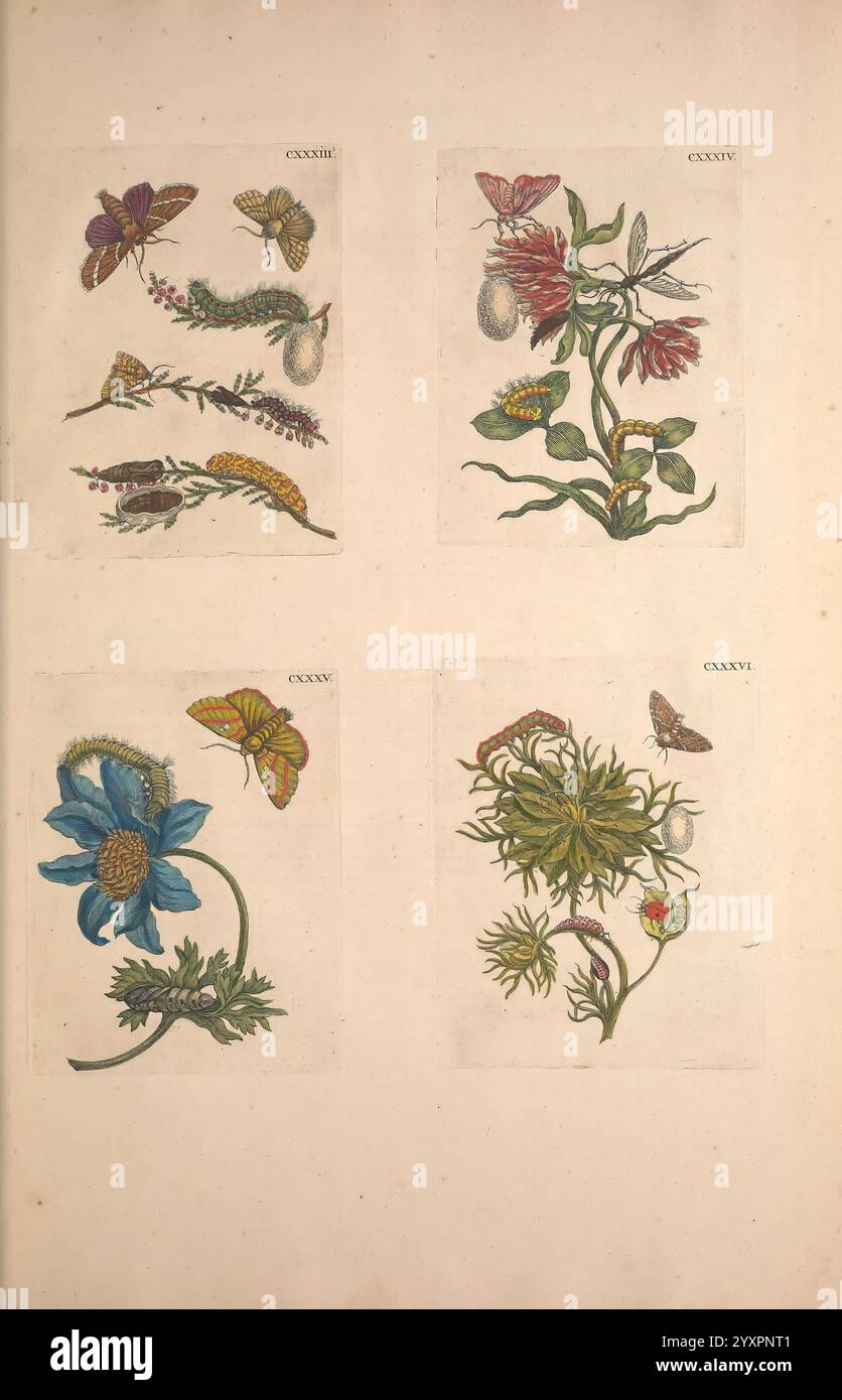 De Europischen Insekten tot Amsterdam von J.F. Bernard 1730 Botanik Europa Insekten Metamorphose Bildwerke Maria Sibylla Merian Maria Sibylla Merian Maria Sibylla Merian Frauen in der Wissenschaft zeigt die Komposition ein kompliziertes Arrangement botanischer und entomologischer Illustrationen. Im oberen linken Teil sind zarte Motten neben detaillierten Blättern und blühenden Pflanzen dargestellt, die ihren natürlichen Lebensraum zeigen. Im oberen rechten Bereich gibt es eine lebendige Vielfalt von Blumen, die sorgfältig illustriert sind, um die verschiedenen Blütenblätter und Adern hervorzuheben, ergänzt durch Motten, die in der Nähe schweben. Unten links zeigt ein Stockfoto