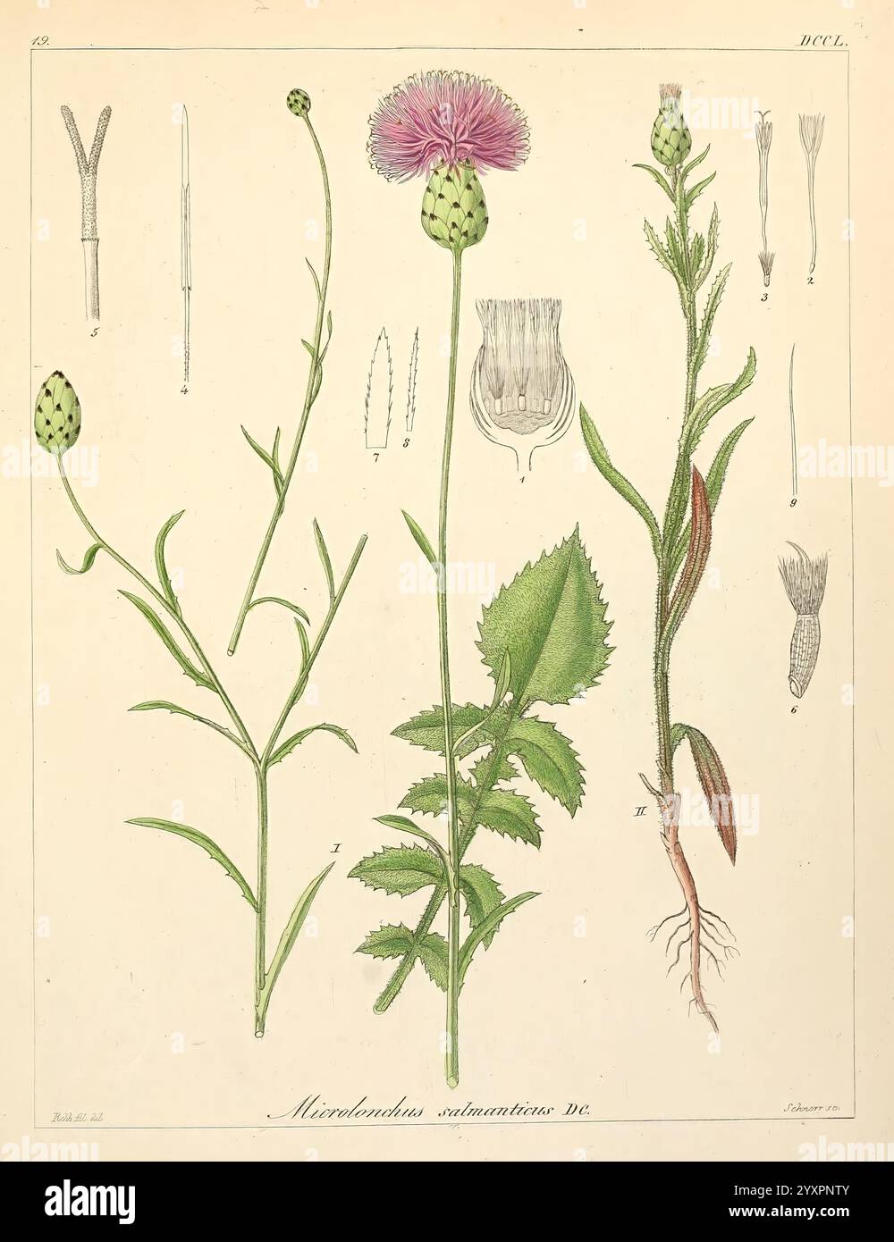 Icones florae Germanicae et Helveticae, Simul Pedemontanae, Tirolensis, Istriacae, Dalmaticae, Austriacae, Hungaricae, Transylvanicae, Moravicae, Borussicae, Holsaticae, Belgicae, Hollandicae, ergo Mediae Europae. Lipsiae, F. Hofmeister 1834-1912. [v. 1, 1850], Europa, Bildwerke, Pflanzen, die Abbildung zeigt eine detaillierte botanische Studie der Microlepis subulata Pflanze, die verschiedene Stadien ihres Wachstums und ihrer Struktur hervorhebt. In der Mitte zeigt eine markante Distelblüte ihre markante violette Blüte auf einem schlanken Stiel, umgeben von zerklüfteten grünen Blättern. Flankiert das Hauptwerk Stockfoto
