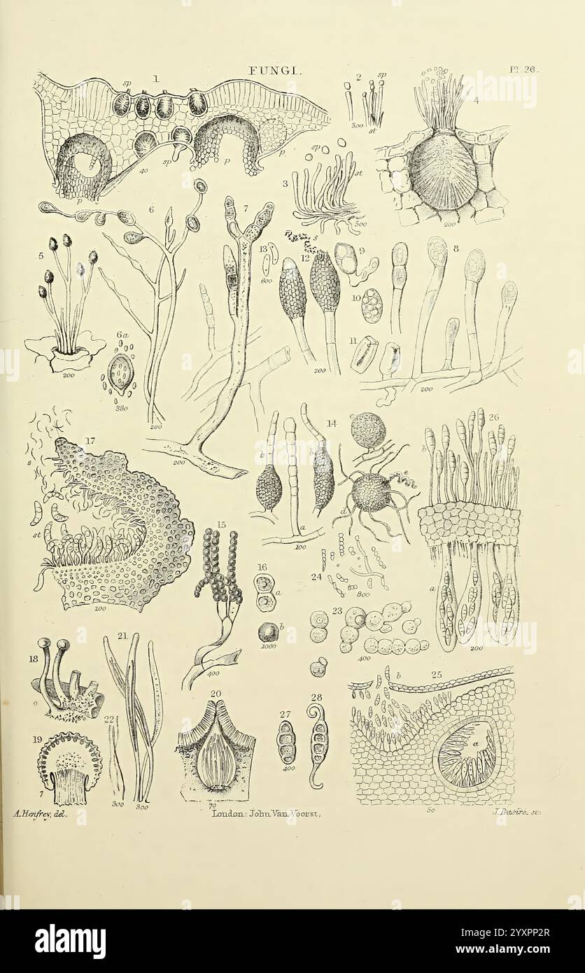 The Micrographic Lexikon, London, J. Van Voorst, 1883, Wörterbücher, Mikroskope, Mikroskopie, Naturgeschichte, eine komplizierte Illustration, die verschiedene Pilzarten zeigt und eine Vielzahl von Formen und Strukturen zeigt. Das Arrangement umfasst Sporen tragende Körper, Hyphusstrukturen und Fortpflanzungselemente, die die Komplexität der Pilzbiologie hervorheben. Jede beschriftete Figur zeigt einzigartige Merkmale, wie Fruchtkörper, Sporen und Myzelkomponenten, die zur Erforschung der Mykologie beitragen. Die detaillierten Darstellungen dienen als wissenschaftliche Referenz für die Identifizierung und Stockfoto