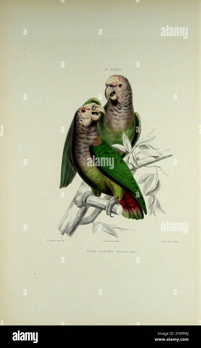 Iconographie des perroquets, Paris, P. Bertrand, 1857, Bird, Vögel, Papageien, Papageien, Bildwerke, beliebte Werke, Pionus seniloides, Weißkappenpapageien, zwei lebendige Papageien, die auf einem Ast eng zusammensitzen und ihr markantes grünes Gefieder mit roten und gelben Anklängen auf ihren Flügeln zeigen. Ihre ausdrucksstarken Gesichter weisen ein wunderschön detailliertes Muster auf, das ihre Besonderheiten unterstreicht. Die Umgebung weckt ein Gefühl der Gemeinschaft, da die Vögel zu interagieren scheinen und möglicherweise miteinander kommunizieren. Um sie herum sind zarte Blätter, die das natürliche Ambianum ergänzen Stockfoto