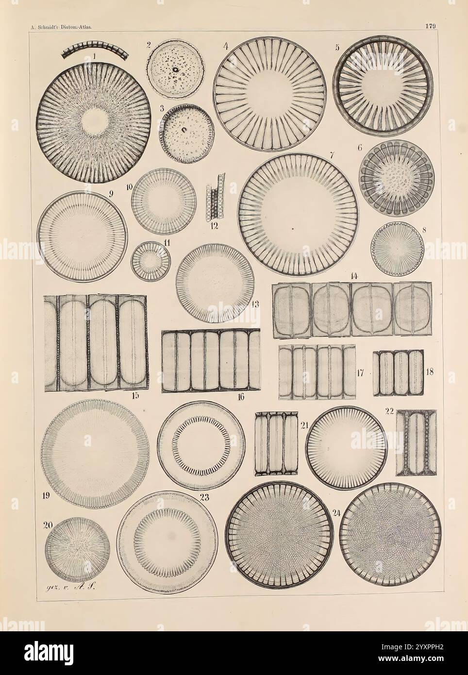 Atlas der Diatomaceen-Kunde, Leipzig, O.R. Reisland, 1874-1819, Atlanten, Bacillariophyceae, das Kunstwerk zeigt eine Sammlung von aufwendig gestalteten geometrischen Formen und Mustern, die verschiedene kreisförmige und rechteckige Formen zeigen. Jede Form ist methodisch angeordnet und nummeriert, was die Vielfalt in Struktur und Symmetrie hervorhebt. Die Kreise zeigen detaillierte konzentrische Entwürfe, während die Rechtecke lineare Muster zeigen, was auf eine wissenschaftliche oder künstlerische Erforschung der Form hindeutet. Die Gesamtkomposition spiegelt eine akribische Studie der Geometrie wider, wobei Präzision und ästhetische Anziehungskraft betont werden Stockfoto