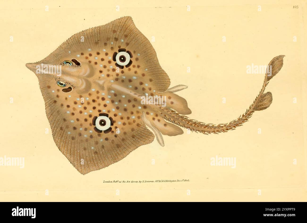 Die Naturgeschichte der britischen Fische, London, gedruckt für den Autor und für F. und C. Rivington, 1802-1808, Fishes, Großbritannien, Bildwerke, Museum of Comparative Zoology, Eine wunderschön detaillierte Illustration eines glatten Schlittschuhs mit seinem unverwechselbaren flachen Körper, großen, abgerundeten Flossen und dem langen Schwanz. Zu den einzigartigen Markierungen gehören kleine, bunte Flecken und auffällige Muster, die die Aufmerksamkeit auf seine Merkmale lenken. Seine Augen sind deutlich sichtbar und strategisch auf beiden Seiten des Kopfes positioniert, was seine sensorischen Fähigkeiten verbessert. Der Hintergrund ist ein gedämpftes Beige, wodurch das lebendige c Stockfoto Die Naturgeschichte der britischen Fische, London, gedruckt für den Autor und für F. und C. Rivington, 1802-1808, Fishes, Großbritannien, Bildwerke, Museum of Comparative Zoology, Eine wunderschön detaillierte Illustration eines glatten Schlittschuhs mit seinem unverwechselbaren flachen Körper, großen, abgerundeten Flossen und dem langen Schwanz. Zu den einzigartigen Markierungen gehören kleine, bunte Flecken und auffällige Muster, die die Aufmerksamkeit auf seine Merkmale lenken. Seine Augen sind deutlich sichtbar und strategisch auf beiden Seiten des Kopfes positioniert, was seine sensorischen Fähigkeiten verbessert. Der Hintergrund ist ein gedämpftes Beige, wodurch das lebendige c Stockfoto