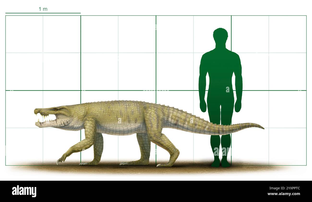Größentabelle eines Stratiotosuchus crocodyliforme im Vergleich zum Menschen. Stockfoto