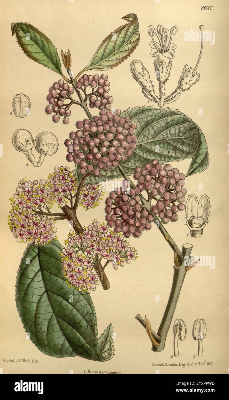 Curtis's Botanical Magazine London New York Botanical Illustration Botany Periodicals Pictorial Works Plants Ornamental Curtis, die Illustration zeigt eine detaillierte botanische Studie einer blühenden Pflanze, die einen Zweig mit kleinen, runden Beeren und aufwendig geformten Blättern zeigt. Der obere Teil umfasst verschiedene Blütenstrukturen, die die Blüten mit zarten Blütenblättern und Fortpflanzungsteilen hervorheben. Neben der Hauptpflanzendarstellung gibt es mehrere kleinere Abbildungen, die einzelne Blumenteile und eine Nahaufnahme eines Insekts, wahrscheinlich eines Bestäubers, hervorheben Stockfoto