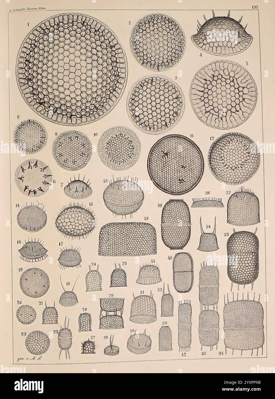 Atlas der Diatomaceen-Kunde, Leipzig, O.R. Reisland, 1874-1819, Atlanten, diese Illustration zeigt eine Vielzahl komplizierter mikroskopischer Strukturen, die sich hauptsächlich auf die Formen von Kieselalgen und anderen einzellulären Organismen konzentrieren. Jedes nummerierte Exemplar zeigt einzigartige Muster und Texturen, die die Vielfalt dieser mikroskopischen Welt hervorheben. Die detaillierte Anordnung umfasst geometrische Formen wie Sechsecke und Kreise mit verschiedenen Oberflächenmerkmalen wie Graten, Stacheln und porösen Elementen, die die Komplexität und Schönheit dieser Mikroorganismen demonstrieren. Der Layout-Effekt Stockfoto