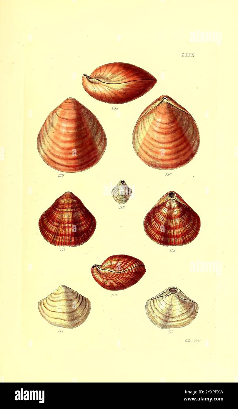 Thesaurus conchyliorum, oder Monografien der Gattungen von Muscheln London, Sowerby 1847-1887 Mollusks Pictorial Works Shells, zeigt die Illustration eine Sammlung verschiedener Arten von Muscheln, die jeweils unterschiedliche Formen und Muster zeigen. Die Schalen weisen eine Reihe von Texturen auf, von glatten Oberflächen bis hin zu gerippten Designs, die ihre natürliche Schönheit betonen. Methodisch angeordnet, unterscheiden sich die Exemplare in ihrer Größe, wobei einige über anderen ragen, während eine Mischung aus spitzen und abgerundeten Formen das visuelle Interesse erhöht. Die Farbgebung hebt verschiedene Rot- und Cremetönen hervor und unterstreicht die Einzigartigkeit jeder Schale. Stockfoto