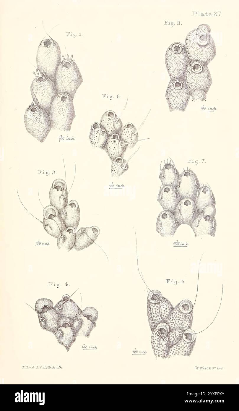 Eine Geschichte der britischen Marine Polyzoa, London, J. Van Voorst, 1880, Bryozoa, eine Sammlung detaillierter illustrierter Abbildungen, die verschiedene Formen der Meereslebewesen darstellen, insbesondere die verschiedenen Arten von Bryozoen. Jede Figur ist sorgfältig nummeriert und beschriftet und zeigt ihre einzigartigen Arrangements und Strukturen. Die Abbildungen betonen die komplizierten Muster und organischen Formen und geben Einblick in die Artenvielfalt dieser kleinen Wasserorganismen. Die akribische Linienarbeit fängt die empfindlichen Merkmale mit unterschiedlichen Formen, Größen und Clusterformationen ein und offenbart die Komplexität Stockfoto