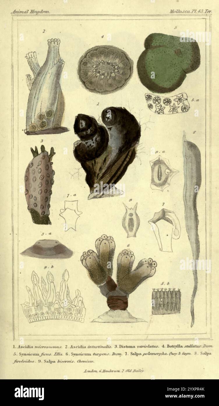 Das Tier, das Königreich, angeordnet, an ITS, Organisation, London, G, Henderson, 1834, London, London, Eine detaillierte Darstellung verschiedener Meeresorganismen, einschließlich detaillierter anatomischer Studien und Darstellungen. Zu den vorgestellten Gegenständen gehören verschiedene Arten von Meeresschwämmen, die in verschiedenen Formen und Größen dargestellt werden, unterschiedliche Polypenformationen, die sowohl Korallen als auch Anemonen ähneln, und Nahaufnahmen von Kreaturen mit weichem Körper, die komplexe Strukturen aufweisen. Jedes Exemplar ist akribisch mit entsprechenden Zahlen gekennzeichnet, was einen Einblick in die verschiedenen Lebensformen innerhalb des Tierreiches gibt. Stockfoto