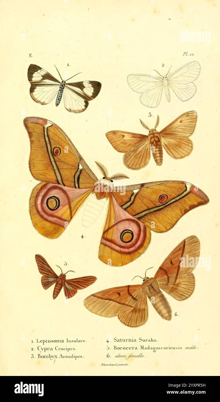 Faune entomologique de Madagascar, Bourbon et Maurice, Paris, A la Librairie encyclopédique de Roret, 1833, lepidoptera, Mauritius, Madagaskar, Réunion, Leptosoma insulare, Cypracrocipes, Bombyx annulipes, Saturna suraka, Borocera madagascariensis, Eine Sammlung aufwändig detaillierter Illustrationen, die verschiedene Arten von Schmetterlingen und Falter zeigen. In der Mitte zeigt eine große, leuchtend farbige Motte auffällige Muster mit kräftigen Orange- und Brauntönen, die von markanten Augenflecken unterstrichen werden. Um sie herum sind kleinere Schmetterlinge mit einzigartigen Flügeldesigns und Farbmustern, einschließlich eines Stockfoto