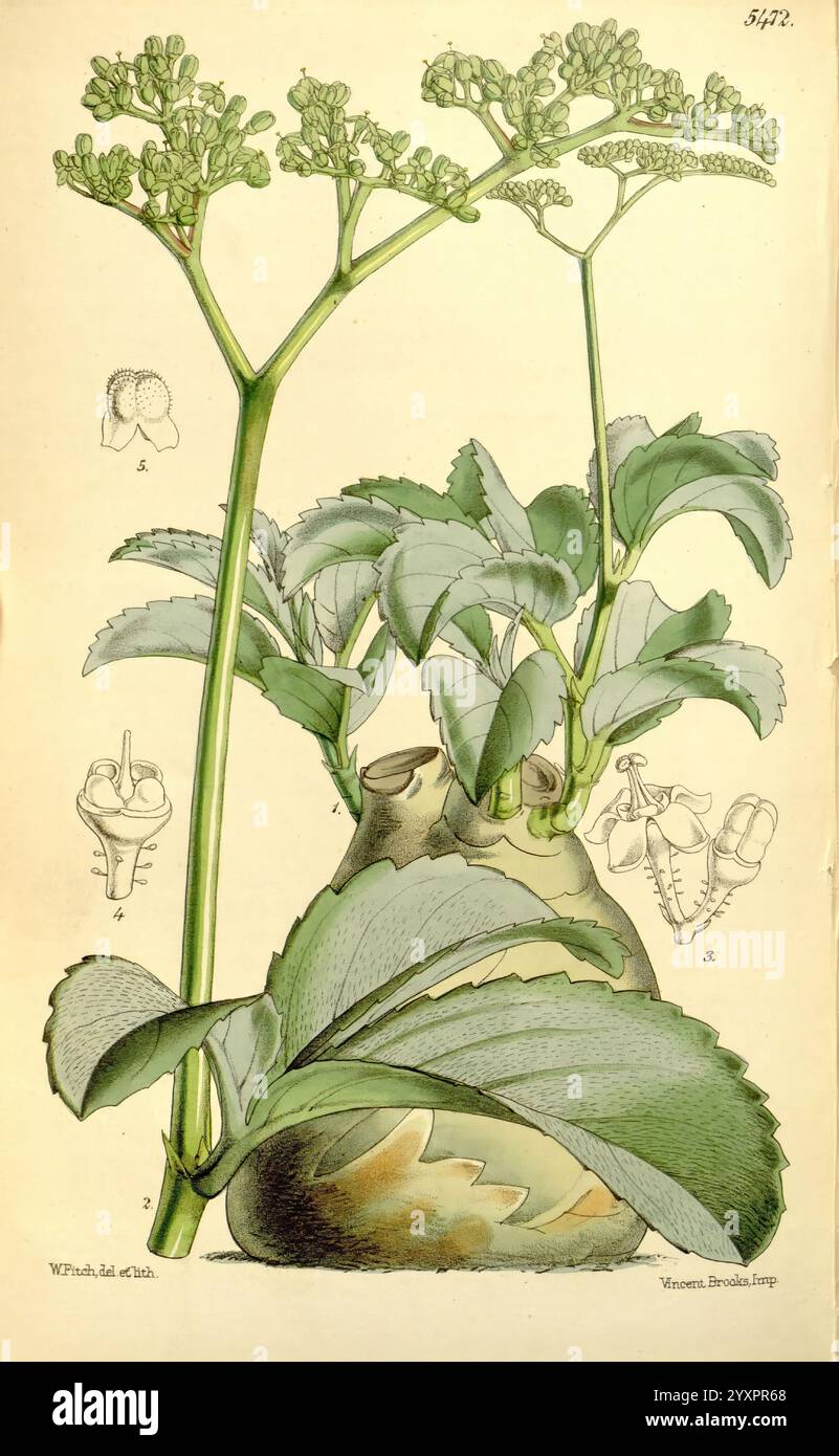 Curtis's Botanical Magazine London New York usw. Botanik-Zeitschriften Bildwerke Curtis, eine komplizierte botanische Illustration, die eine Pflanze mit dicken, grünen Blättern und einem blühenden Stamm zeigt. An der Basis tritt die Pflanze aus einem einzigartig geformten Gefäß hervor, das ihre ästhetische Anziehungskraft verstärkt. Das primäre Thema wird durch detaillierte Skizzen von Blütenstrukturen umgeben, die einen Einblick in seine reproduktiven Merkmale bieten. Die Komposition betont die Eleganz der Natur und stellt das robuste Laub der Pflanze den zarten Feinheiten ihrer Blüten gegenüber. Dieses Kunstwerk spiegelt eine akribische Untersuchung der pla wider Stockfoto