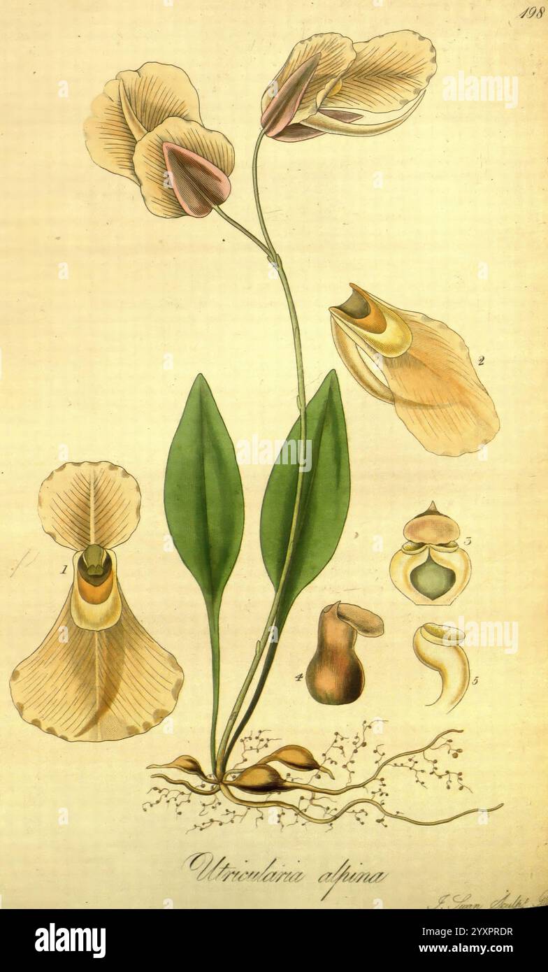 Exotische Flora, Edinburgh, gedruckt für W. Blackwood, 1823-27, Großbritannien, Pflanzen, Bildwerke, Pflanzen kultiviert, Eine botanische Illustration, die die Blume von Utricularia alpina zeigt, mit ihrer eleganten Blüte mit zarten Blütenblättern und auffälligen Markierungen. Die zentrale Pflanze zeigt einen schlanken Stamm mit zwei großen, gelappten Blättern an der Basis. Neben der Hauptblume befinden sich detaillierte Ansichten der einzigartigen Strukturen der Pflanze: Eine Nahaufnahme der Blütenform, eine Seitenansicht der spezialisierten Teile, eine Darstellung der Samenkapsel und des Wurzelsystems, die die komplizierte Natur von t unterstreichen Stockfoto