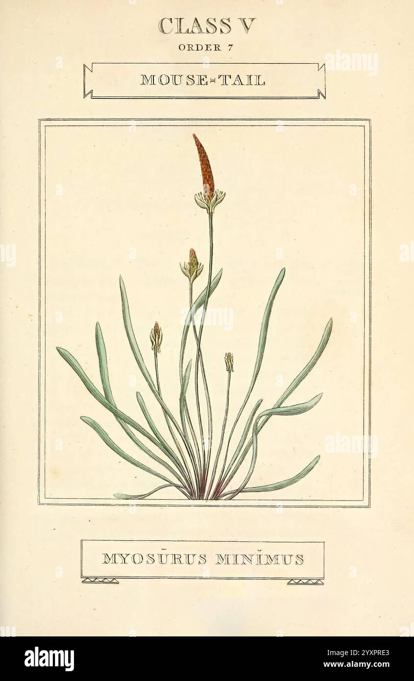 Elements of the Science of Botany, London, gedruckt von T. Bensley für J. Murray, 1812, Plants, Classification, Pictorial Works, eine botanische Illustration, die die als Myosurus minimus bekannte Pflanze zeigt, die auch als Mäuseschwanz bezeichnet wird. Das Kunstwerk zeigt schlanke grüne Blätter, die von der Basis ragen, mit einem markanten Blütenstachel an der Spitze, gekennzeichnet durch eine büffelartige Anordnung kleiner, langgestreckter Blüten. Das Design ist elegant gerahmt und mit „Class V“ und „Order 7.jpg,'“ gekennzeichnet, was die Klassifizierung in einem systematischen botanischen Kontext unterstreicht. Die Gesamtkomposition betont den Stockfoto