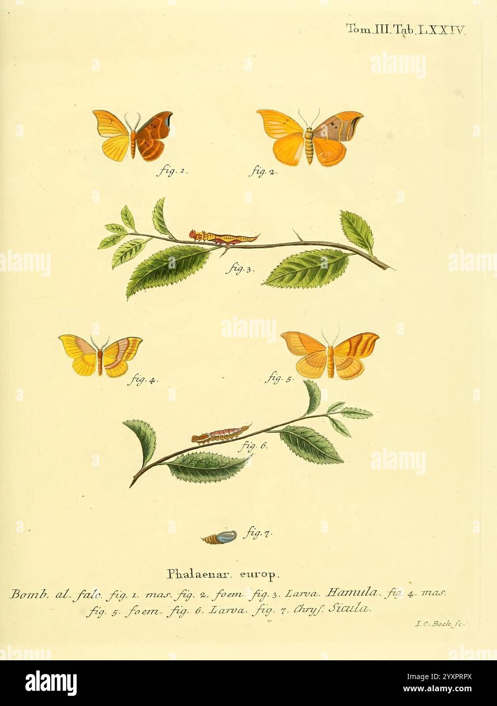 Die Schmetterlinge in Abbildungen nach der Natur, Leipzig, T. O. Weigel, 1829-1839. Europa, Schmetterlinge, Schmetterlinge, Pictorial Works, Eine wunderschön illustrierte Ausstellung verschiedener Schmetterlingsarten, die jeweils sorgfältig mit ihren entsprechenden Zahlen beschriftet sind. Die Schmetterlinge zeigen eine Reihe von Farben und Mustern, die die Vielfalt der Natur verdeutlichen. Die Abbildung zeigt zarte Blätter und Stiele, die einen natürlichen Kontext für die Schmetterlinge bieten. Diese künstlerische Darstellung unterstreicht die Eleganz und Komplexität dieser Insekten und erhöht die Wertschätzung für ihre Rolle im Ökosystem. Stockfoto