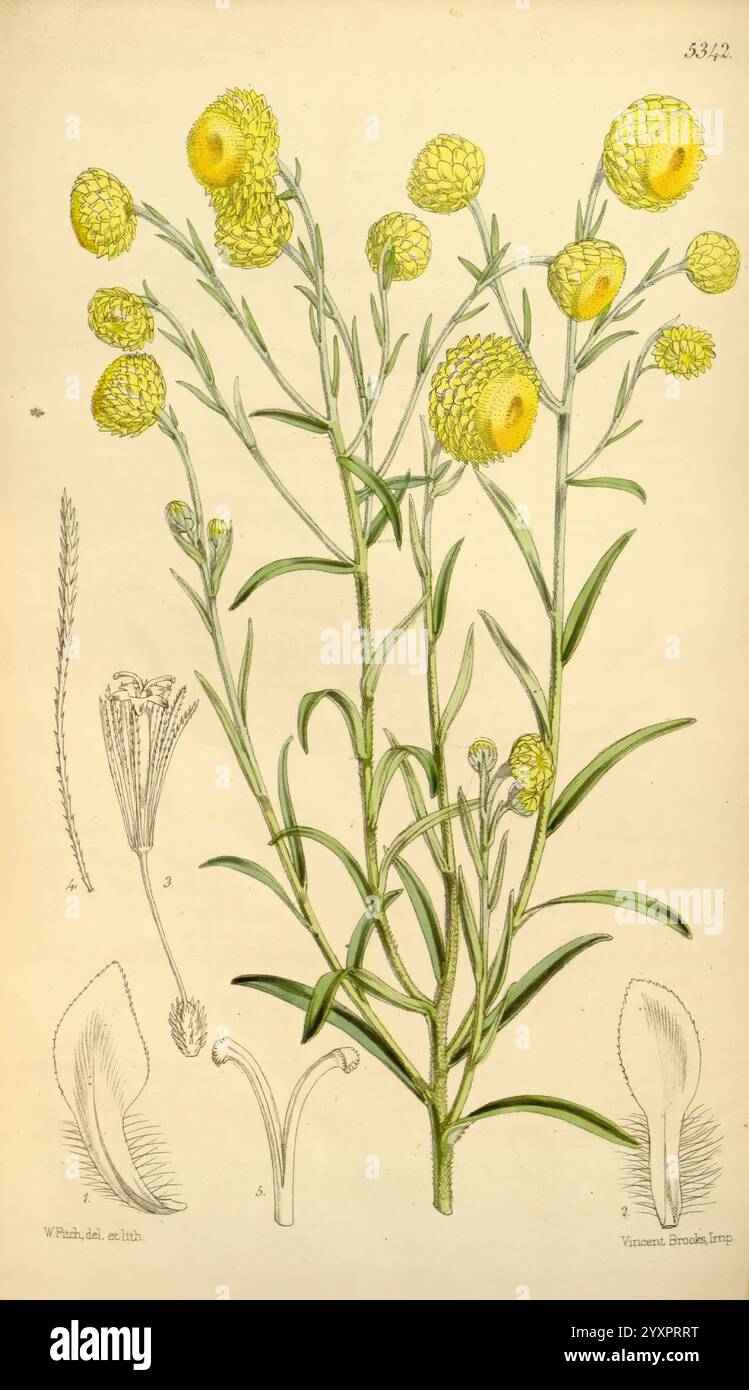 Curtis's Botanical Magazine, London, New York, botanische Illustration, Botanik, Zeitschriften, Bildwerke, Pflanzen ornamental, Curtis, die Illustration zeigt eine blühende Pflanze, die sich durch schlanke grüne Stiele und leuchtend gelbe Pom-Pom-ähnliche Blüten auszeichnet. Der obere Teil zeigt eine detaillierte Darstellung der Blüten der Pflanze, während der untere Teil mit markierten botanischen Zeichnungen verschiedener Teile wie der Blütenstruktur und der Blätter versehen ist. Diese Arbeit veranschaulicht die botanische Kunst und hebt sowohl die Schönheit als auch die wissenschaftliche Präzision hervor, die dem Studium der Flora innewohnt. Die Gesamtzusammensetzung Stockfoto