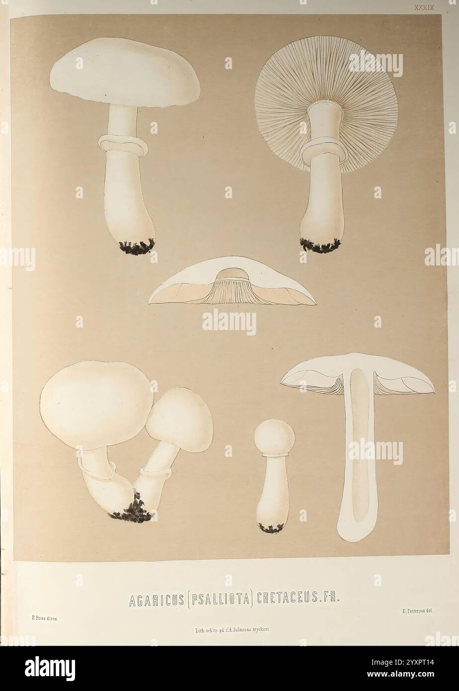 Sveriges, ätliga, och, giftiga, svampar, Tecknade, efter, naturen, Under, Ledning, Stockholm, P.A. Norstedt, &, söner, kongl, Boktryckare, 1861-[69], Pilze, pathogen, Pilze, Schweden, Pilze, diese Illustration zeigt eine Vielzahl von Pilzen, die ihre unterschiedlichen Formen und Merkmale zeigen. Die Pilze werden mit viel Liebe zum Detail dargestellt, wobei Aspekte wie Kiemen, Kappen und Stiele hervorgehoben werden. Jede Probe ist beschriftet, was ein Gefühl der wissenschaftlichen Klassifizierung vermittelt. Die Anordnung ermöglicht einen klaren Vergleich zwischen den verschiedenen Typen, wobei ihre einzigartigen Eigenschaften und Textur betont werden Stockfoto