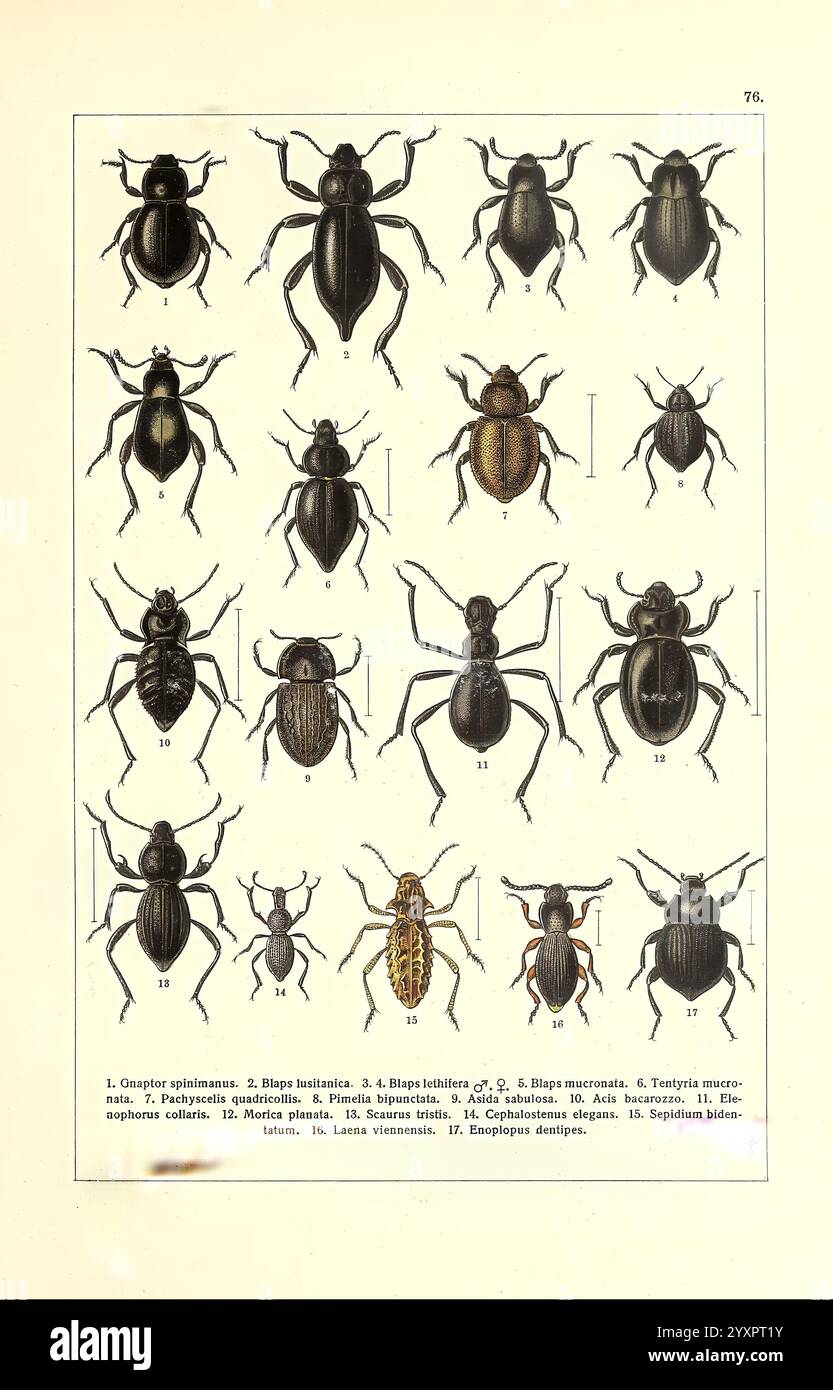 Zhuki Rossii i i zapadnoĭ Evropy S.-Peterburg Devrien 1905-1915 Käfer Europa Sowjetunion, Eine detaillierte Abbildung, die eine Vielzahl von Käferarten zeigt, die jeweils nummeriert und für Bildungszwecke identifiziert wurden. Die Exemplare zeigen verschiedene Körperformen, -Größen und -Markierungen, die die reiche Artenvielfalt innerhalb dieser Insektengruppe veranschaulichen. Es können verschiedene Farben und Muster beobachtet werden, die die einzigartigen Merkmale der einzelnen Arten hervorheben. Die Anordnung ermöglicht einen einfachen Vergleich und eine einfache Untersuchung, wobei die komplizierten Details ihrer Anatomie und Morphologie hervorgehoben werden. Stockfoto