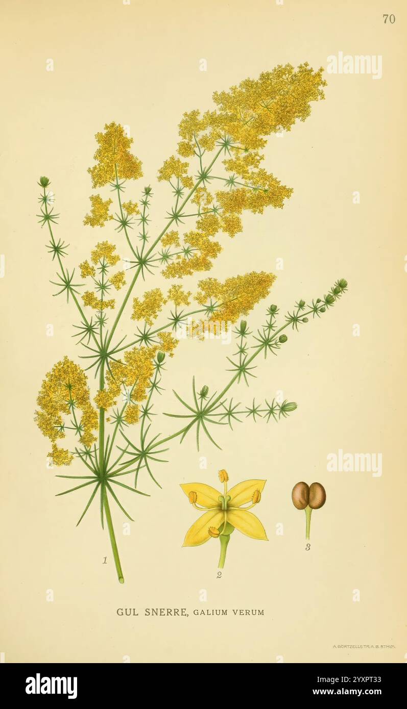 Billeder af nordens Flora København, G.E.C. Gad's forlag, 1917-1927, Plants, Finnland, Skandinavien, der New York Botanical Garden, malerische Werke, Galium verum, Eine botanische Illustration, die die zarten gelben Blüten von Galium verum, allgemein bekannt als Lady's Bedstroh, zeigt. Die Pflanze hat schlanke, längliche Stämme, die mit kleinen, sternähnlichen Blüten verziert sind. Neben der Hauptdarstellung gibt es detaillierte Zeichnungen einer einzelnen Blume, einer Fruchtschote und Samen, die einen umfassenden Überblick über die Fortpflanzungsstrukturen der Pflanze bieten. Die Gesamtkomposition betont das komplizierte Det Stockfoto