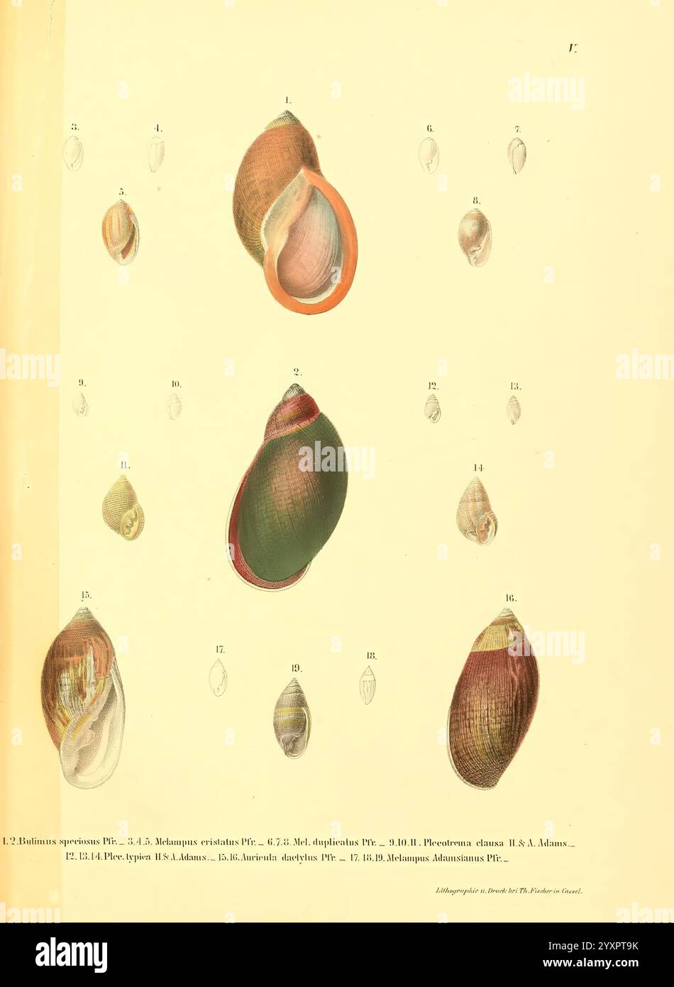 Novitates Conchologicae, Cassel, T. Fischer, 1854-79, Weichtiere, Bildwerke, Eine Sammlung detaillierter Illustrationen, die verschiedene Arten von Muschelschalen darstellen und ihre unterschiedlichen Formen und Texturen zeigen. Die Schalen sind methodisch angeordnet, wobei jede mit einer ihrer Art entsprechenden Zahl gekennzeichnet ist. In den Abbildungen werden die einzigartigen Eigenschaften der einzelnen Schalenelemente hervorgehoben, wie z. B. ihre Formen, Größen und Oberflächenmuster. Zu den bemerkenswerten Beispielen zählen verschiedene Muscheln und Gastropoden, die die reiche Vielfalt der Meereslebewesen demonstrieren. Diese visuelle Darstellung dient als Referenz für Identi Stockfoto