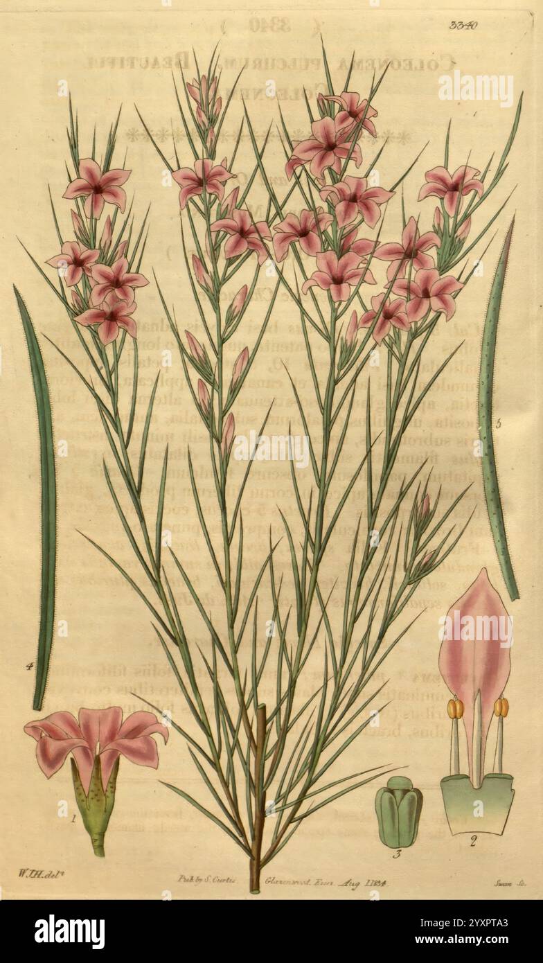 Curtis's Botanical Magazine, London, New York, Botanik, Zeitschriften, Bildwerke, Curtis, die Illustration zeigt eine zarte blühende Pflanze, die sich durch schlanke, längliche grüne Stiele und leuchtend rosa Blüten auszeichnet. Die Pflanze verfügt über mehrere Blütenbündel mit schmalen Blütenblättern, die elegant auf den Stielen angeordnet sind. Neben der Hauptdarstellung gibt es detaillierte botanische Beschriftungen, darunter eine Nahaufnahme einer einzelnen Blume und eine zusätzliche Darstellung des Laubs der Pflanze. Die Gesamtzusammensetzung spiegelt eine raffinierte botanische Studie wider, die die Feinheiten der Pflanze betont Stockfoto