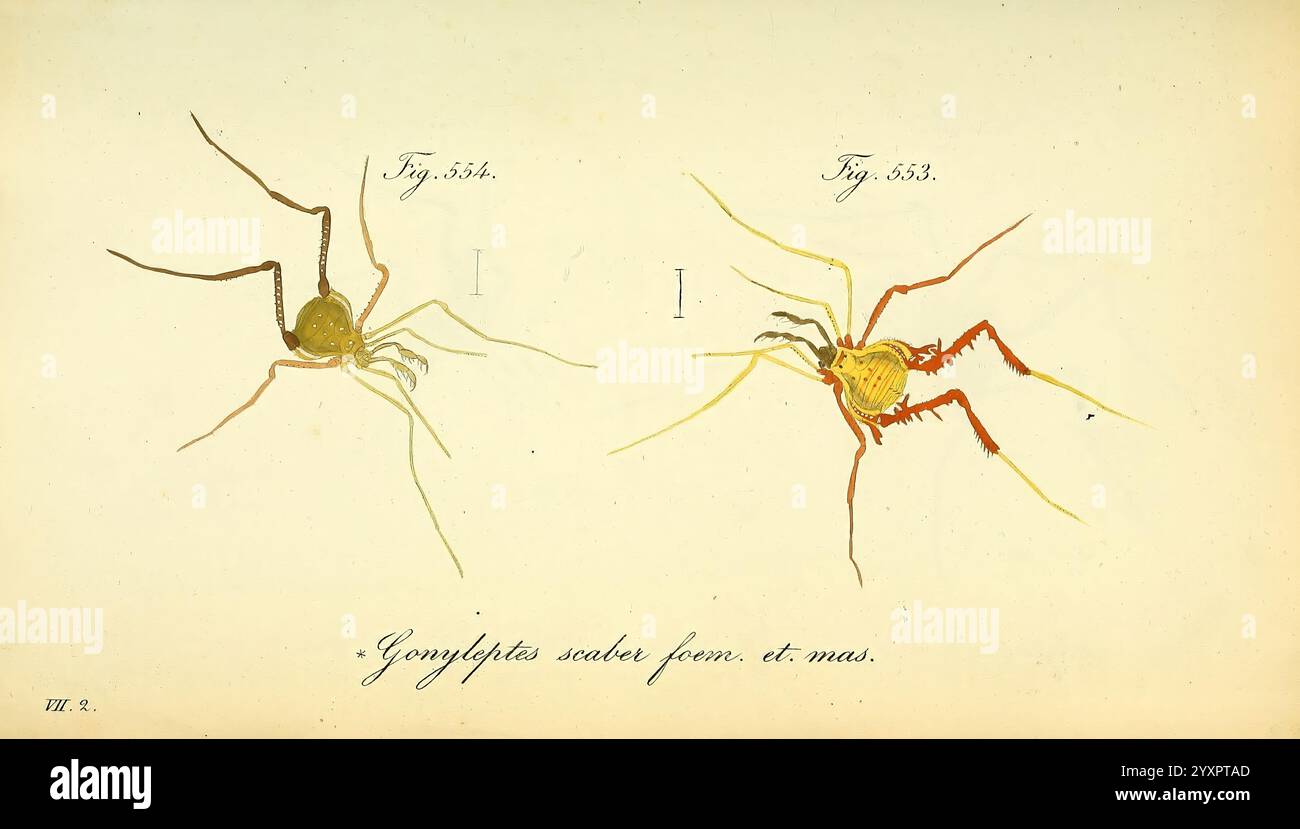 Die Arachniden, Nürnberg, in der C. H. Zeh'schen Buchhandlung, 1831-1848, arthropoda, arachnida, arthropod, die Abbildung zeigt zwei verschiedene Arten von Arachniden, die ihre einzigartigen Merkmale und ihre Färbung hervorheben. Die obere Figur zeigt eine Spinne in einer auffälligen Kombination aus Rot- und Gelbtönen, die lange Beine und einen segmentierten Körper zeigt, der ihre räuberische Natur unterstreicht. Die untere Abbildung zeigt dagegen eine gelb-grüne Spinne mit einer gedämpfteren Farbpalette, die robuste Gliedmaßen und einen abgerundeten Bauch aufweist. Beide Proben sind mit spezifischen Zahlen gekennzeichnet, die angeben Stockfoto