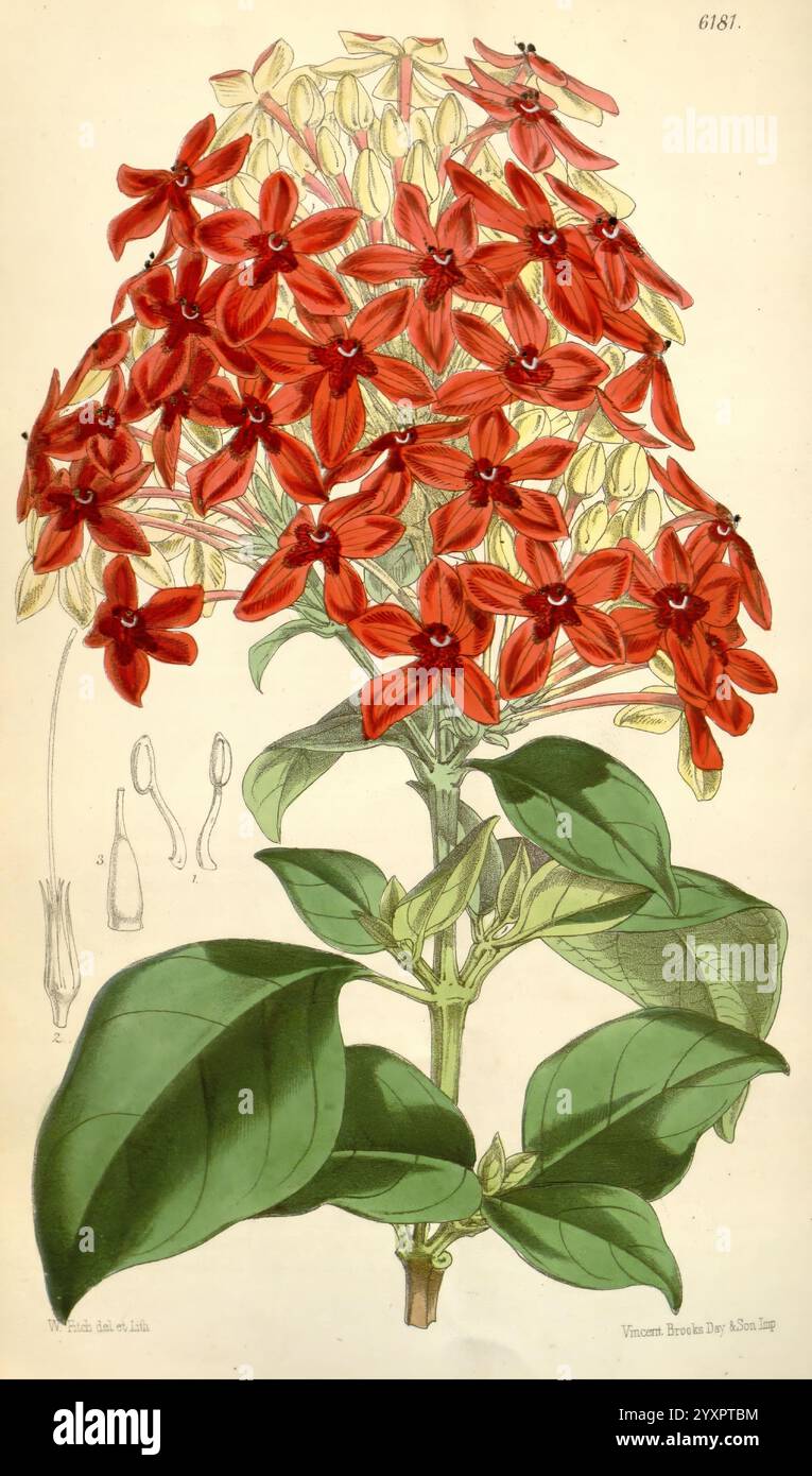 Curtis's Botanical Magazine, London, New York, botanische Illustration, Botanik, Zeitschriften, Bildwerke, Pflanzen ornamental, Curtis, diese Illustration zeigt ein lebhaftes Blumenarrangement mit Haufen auffälliger roter Blumen. Die Blüten weisen eine einzigartige sternähnliche Form auf und ziehen mit ihrem kräftigen Farbton die Aufmerksamkeit auf sich. Üppig grüne Blätter umgeben die Blüten und bilden einen reichen Kontrast, der die Struktur der Pflanze umgibt. Neben der detaillierten Darstellung der Blumen und Blätter enthält die Abbildung botanische Anmerkungen, die verschiedene Teile der Pflanze hervorheben, wie Knospen und Stockfoto