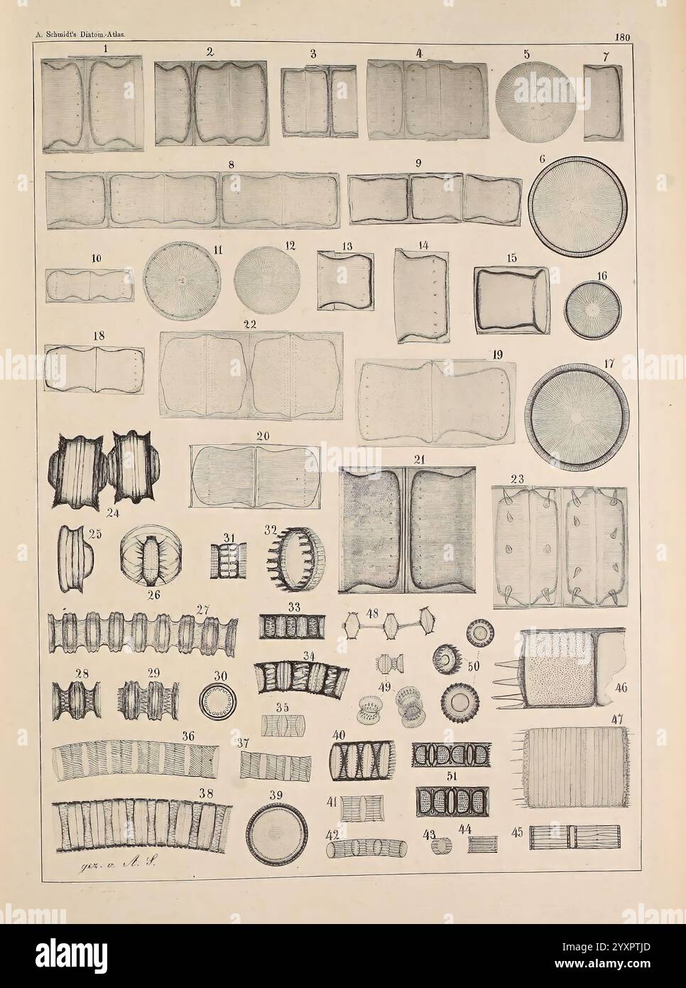Atlas der Diatomaceen-Kunde, Leipzig, O.R. Reisland, 1874-19, Atlanten, Bacillariophyceae zeigt das Bild eine Sammlung verschiedener geometrischer Formen und Muster, die sorgfältig in einem organisierten Gitterformat angeordnet sind. Jede Form, die mit einer entsprechenden Zahl gekennzeichnet ist, unterstreicht die Vielfalt der Form – von einfachen Rechtecken und Kreisen bis hin zu komplexeren Strukturen, die komplizierte Designs suggerieren. Die Darstellung dieser Formen umfasst verschiedene Größen und Stile, einschließlich abgerundeter Formen, Winkelteilungen und Schichttexturen, die eine Studie der Geometrie veranschaulichen oder möglicherweise als Referenz f dienen Stockfoto