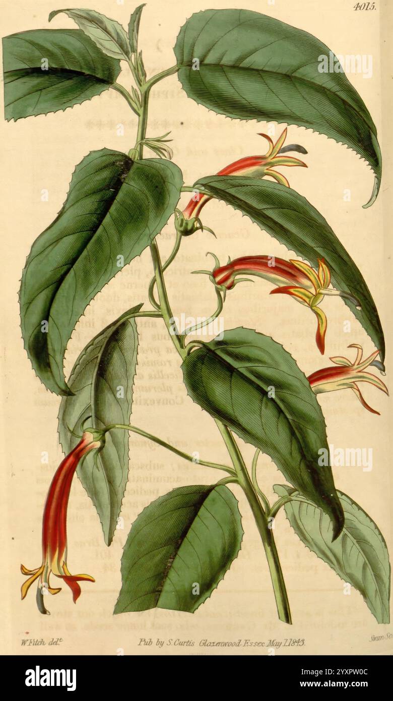 Curtis's Botanical Magazine, London, New York, Botanical Illustration, Botanical Zeitschriften, Bildwerke, Pflanzen Ornamental, Curtis, die Illustration zeigt eine lebendige blühende Pflanze mit langen, trompetenförmigen Blüten, die einen auffälligen Farbverlauf von Gelb bis Rot aufweisen. Die Blätter sind groß, glänzend und tief geädert, was den Reichtum der Komposition erhöht. Die Stiele sind anmutig gewölbt und tragen Blütenbündel, die ihre zarte Schönheit zum Ausdruck bringen. Diese botanische Darstellung betont sowohl die komplizierten Details des Laubs als auch den Reiz der Blüten und lädt zu schätzen Stockfoto