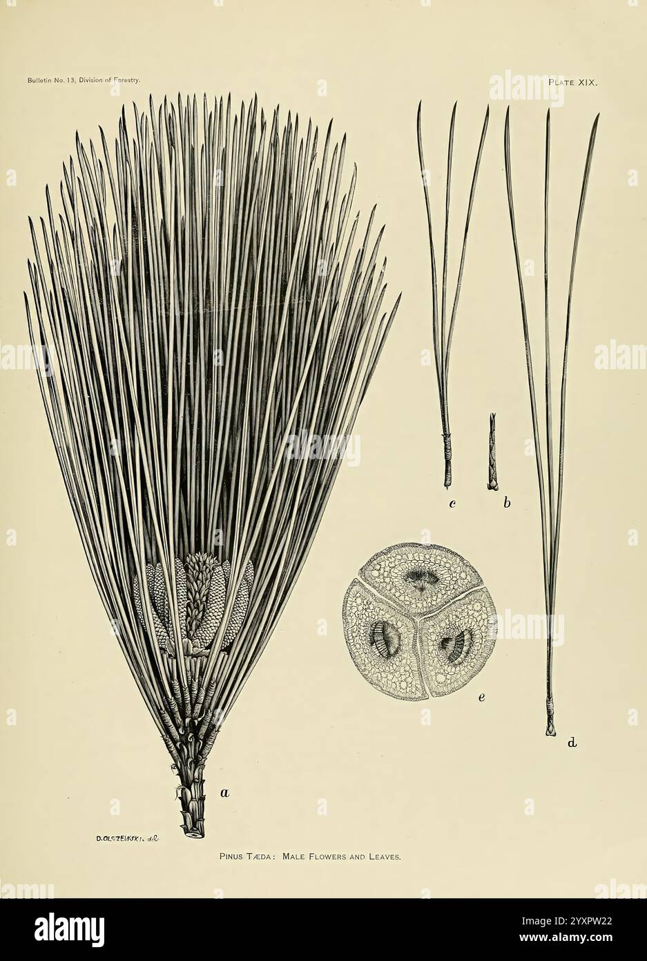 Die, Holz, Kiefern, von, die, Süden, Vereinigte Staaten, Washington, Govt, drucken, aus, 1896, Pinus, Süd, zustände, Holz, diese Abbildung zeigt die komplizierten Details der Pinus Taeda-Art, die allgemein als Lattenkiefer bekannt ist. Auf der linken Seite ist eine Gruppe von langen, schlanken, nadelförmigen Blättern dargestellt, die ihre charakteristische Länge und Anordnung demonstrieren. Neben den Nadeln sind die männlichen Blüten abgebildet, die ihre kleine, kegelförmige Struktur hervorheben, die für die Bestäubung von wesentlicher Bedeutung ist. Weitere Elemente sind Nahaufnahmen der Blätter und Blütenstrukturen, die das einzigartige Muster betonen Stockfoto