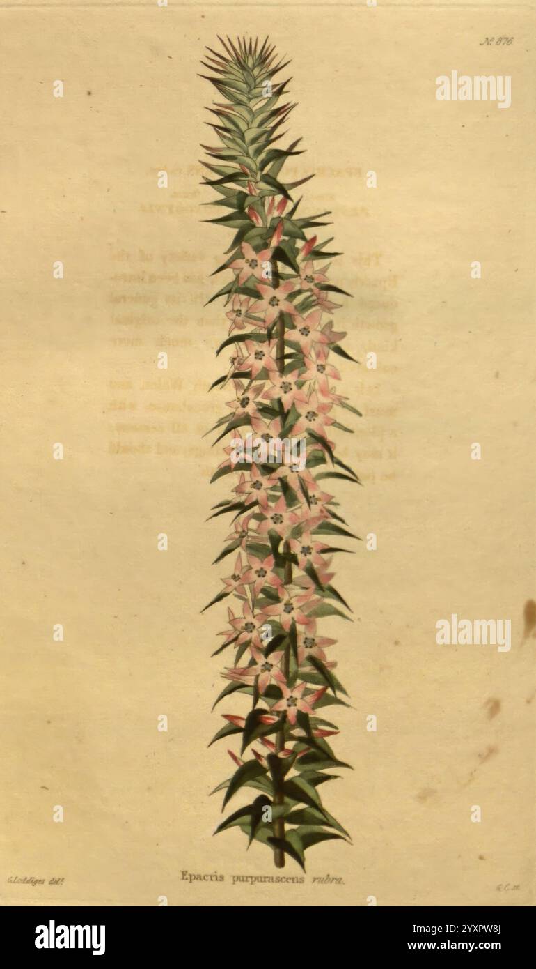 Das botanische Kabinett, London, John & Arthur Arch, 1817-1833, Eine hohe, schlanke Pflanze zeigt eine auffällige vertikale Anordnung von zarten rosa Blüten. Die Röschen sind dicht am langen Stiel angeordnet, umgeben von schmalen grünen Blättern, die nach außen zeigen. Die botanische Illustration zeigt detaillierte Darstellungen der Blumenstruktur, die die komplizierten Muster der Blütenblätter und des Laubs betonen. Unterhalb der Pflanze befindet sich ein Etikett, das sie als „Epecuénia purpurascens“ bezeichnet, was ihre wissenschaftliche Nomenklatur angibt. Der Hintergrund ist ein dezenter neutraler Ton, der das leuchtende Rosa und Grün von ermöglicht Stockfoto