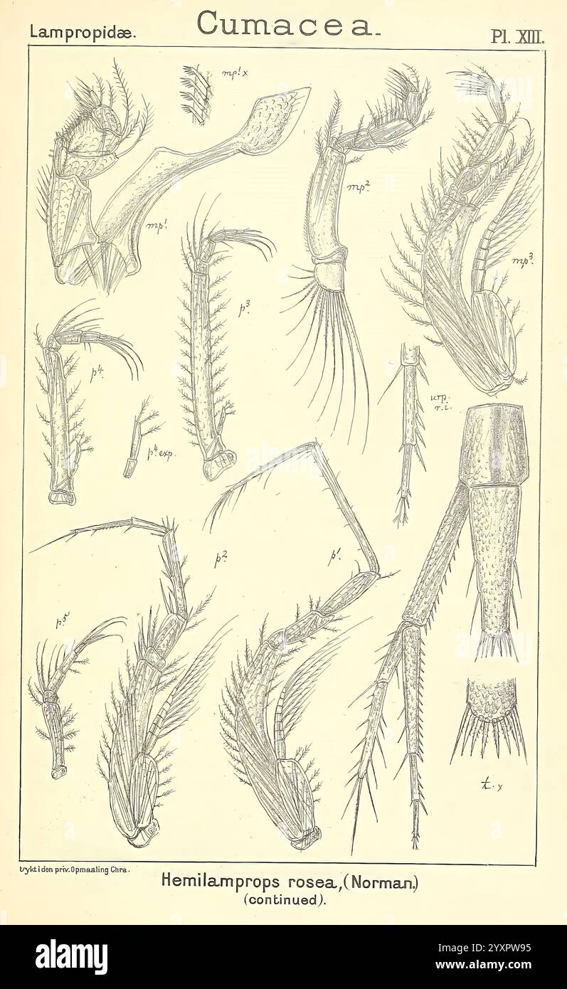 Ein Bericht über die Crustacea von Norwegen, Christiania, A. Cammermeyer, 1895-1928, Crustacea, Norwegen, Krebstiere, die Abbildung zeigt detaillierte wissenschaftliche Zeichnungen verschiedener anatomischer Strukturen, die mit der Art Hemilamprops rosea aus der Familie Lampropidae in der Ordnung Cumacea zusammenhängen. Jedes beschriftete Teil zeigt komplizierte Merkmale und hebt die Morphologie von Anhängen wie Antennen, Oberkiefern und anderen charakteristischen Eigenschaften hervor, die für das Studium der Meeresbiologie erforderlich sind. Die Präzision der Linien unterstreicht die Komplexität und Vielfalt der Strukturen, die für ta von entscheidender Bedeutung sind Stockfoto