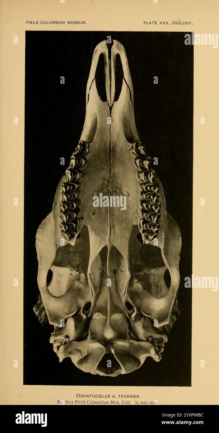 Die Land- und Meeressäuger Mittelamerikas und Westindiens. Chicago, Field Columbian Museum, 1904. Kolumbien, Nordamerika, Säugetiere, Westindien. Das Bild zeigt eine detaillierte anatomische Darstellung des Schädels eines Odontoceten, insbesondere des Odontocetus. Diese Probe ist mit klaren Etiketten versehen, die auf verschiedene strukturelle Merkmale hinweisen. Bemerkenswerte Elemente sind der robuste Unterkiefer, komplizierte Zahnanordnungen und eine ausgeprägte Schädelhöhle. Das Bild dient einem wissenschaftlichen Zweck und zeigt die Morphologie, die für das Verständnis der Adaptionen und evolutionären Merkmale der Art wesentlich ist. Ac Stockfoto